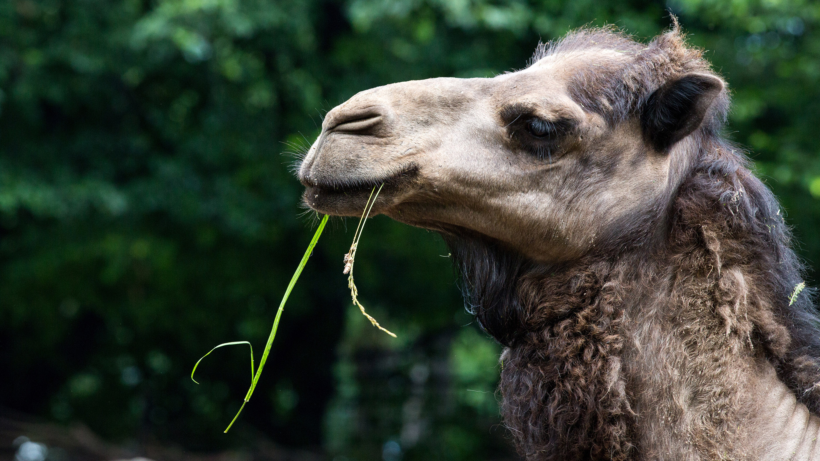 Escaped petting zoo camel, Fatal attacks, 2800x1580 HD Desktop