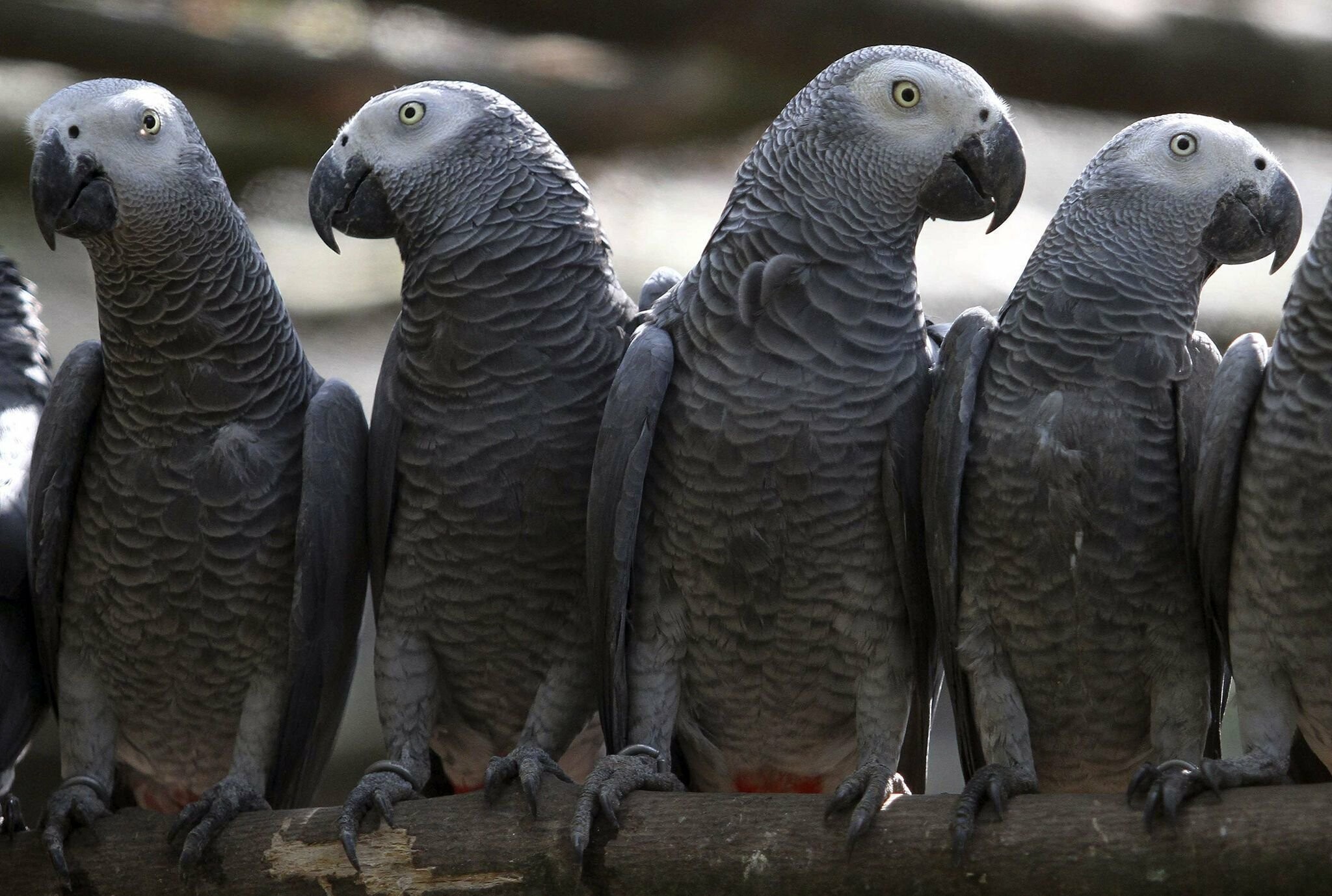 African grey, Parrots Wallpaper, 2050x1380 HD Desktop