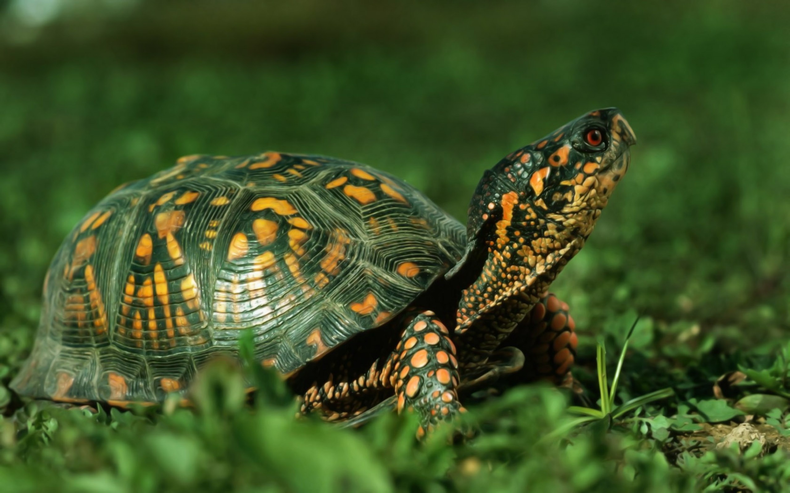 Eastern box turtle, Turtles Wallpaper, 2560x1600 HD Desktop