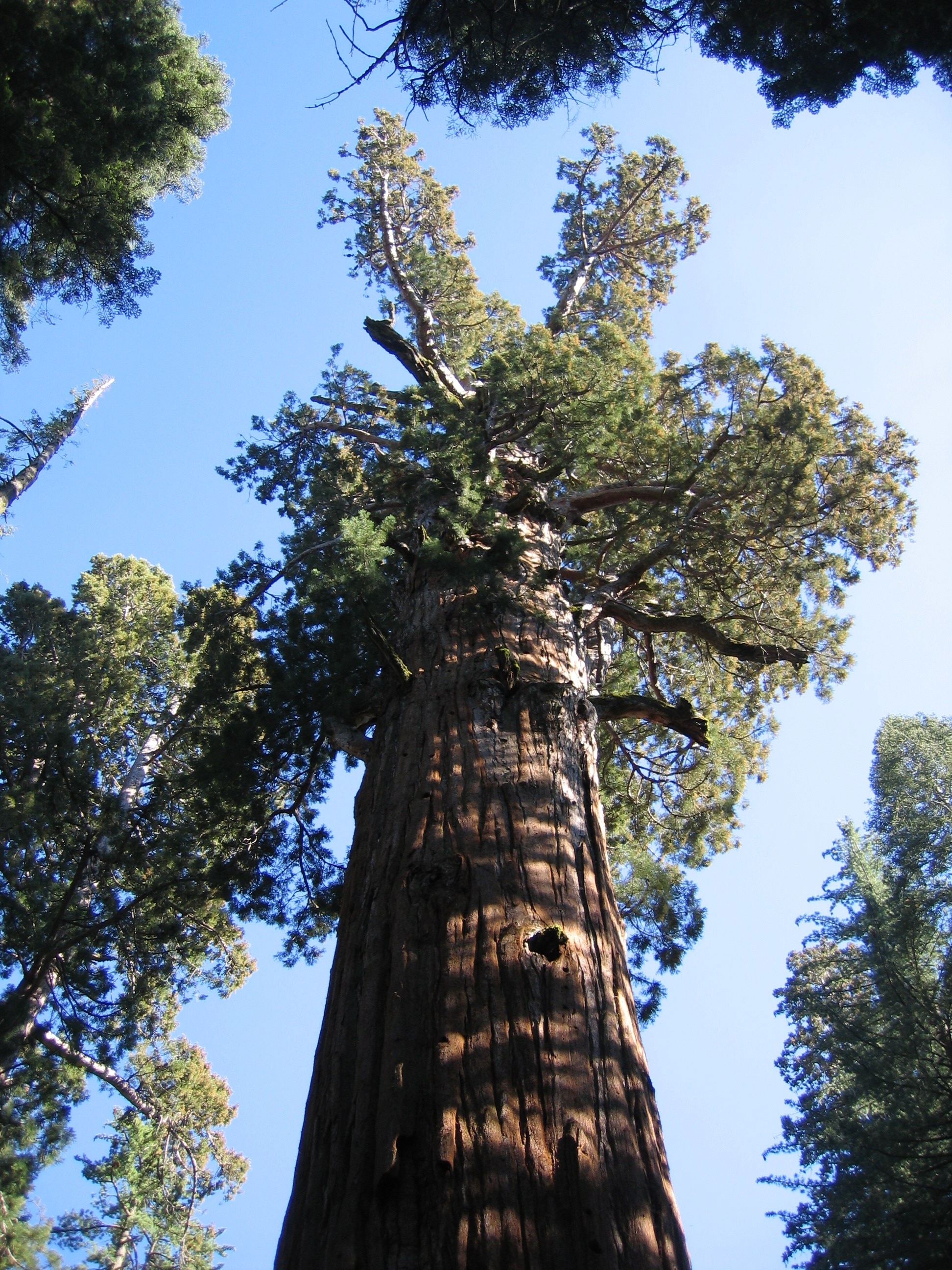 General Sherman, Redwood tree Wallpaper, 1950x2600 HD Phone