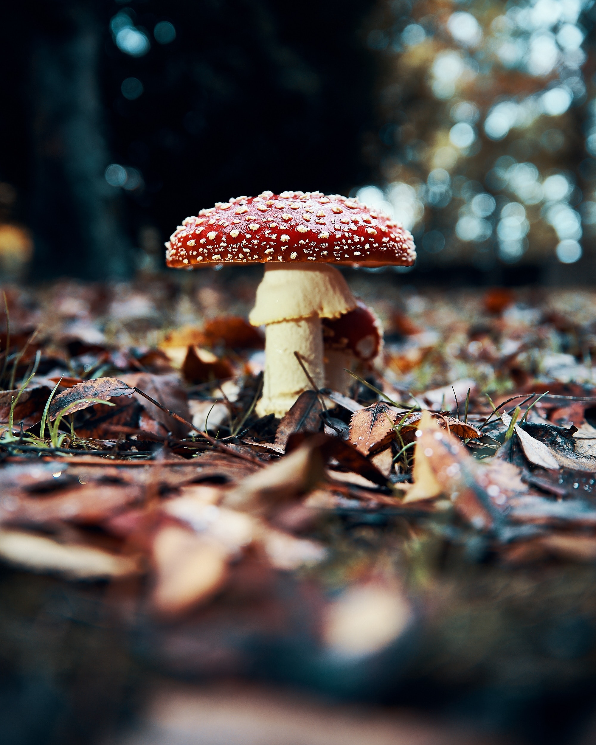 Amanita, Nature, Rojo fondo de pantalla, 2000x2500 HD Phone