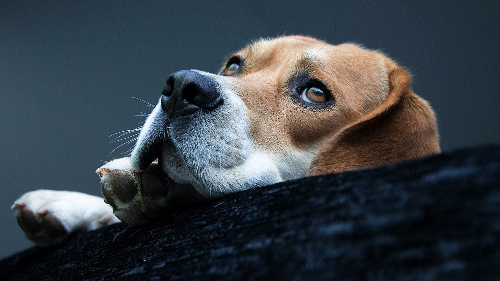 Beagle, Beautiful wallpaper, Captivating image, Lovely dog, 1920x1080 Full HD Desktop
