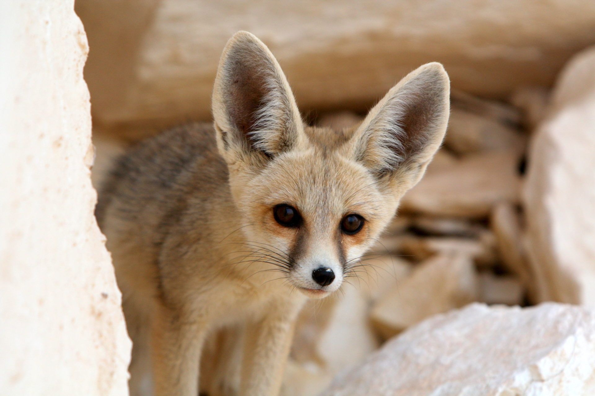 Fennec Fox, Desert beauty, Graceful creature, Sandy habitat, 1920x1280 HD Desktop