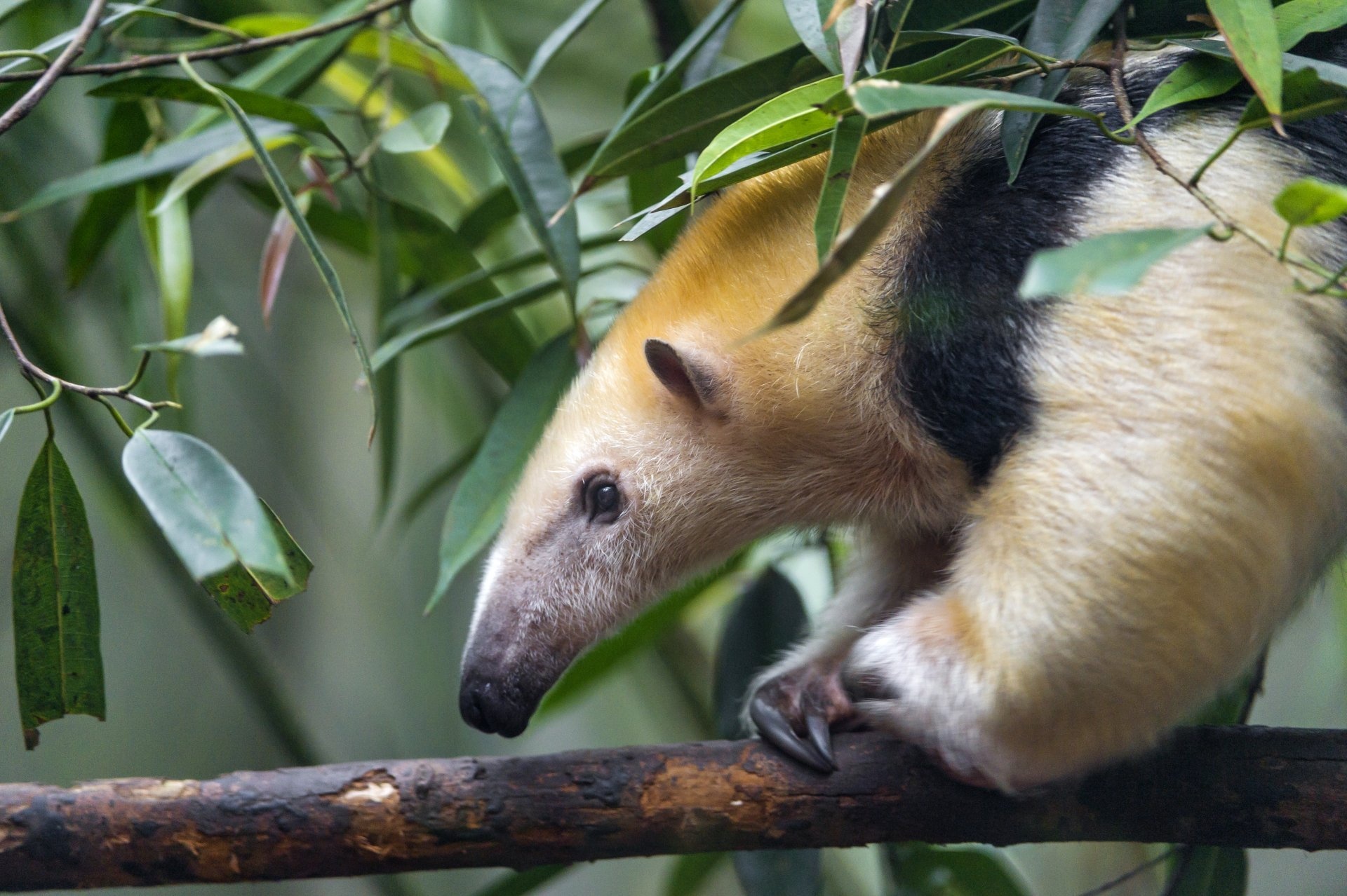 4k anteater wallpapers, Background images, Anteater, Wallpaper, 1920x1280 HD Desktop