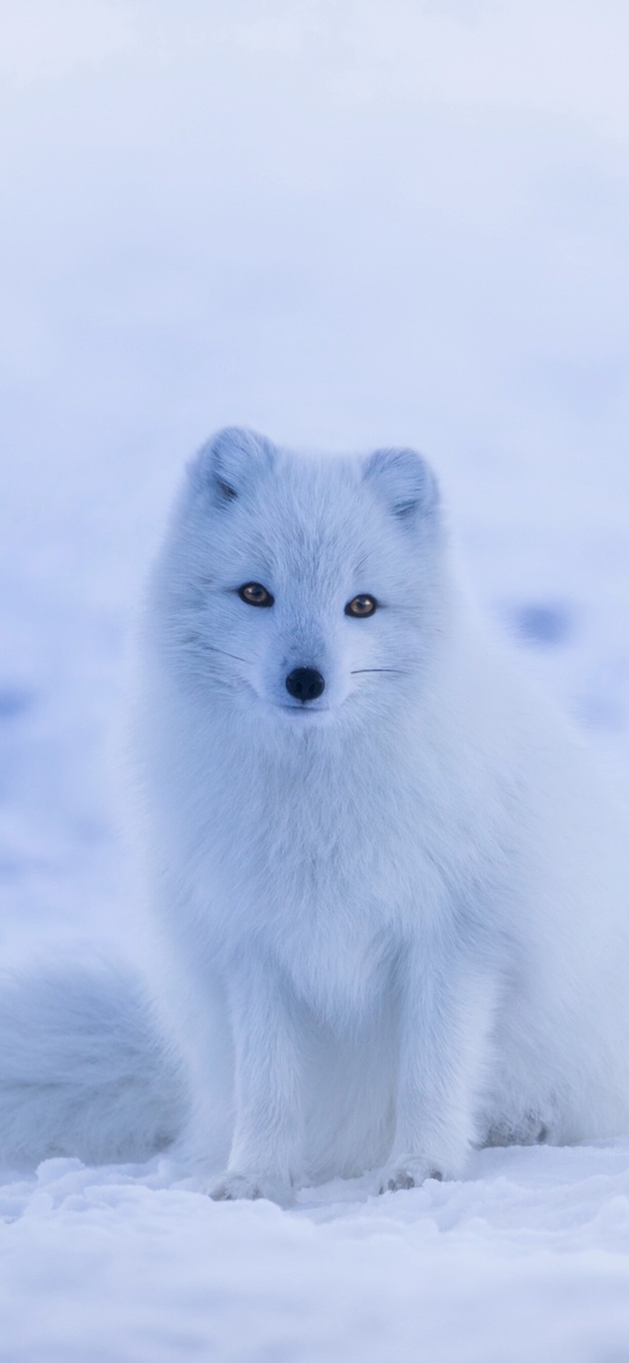 Arctic fox in snow, iPhone XS Max, HD wallpaper, Nature, 1250x2690 HD Phone