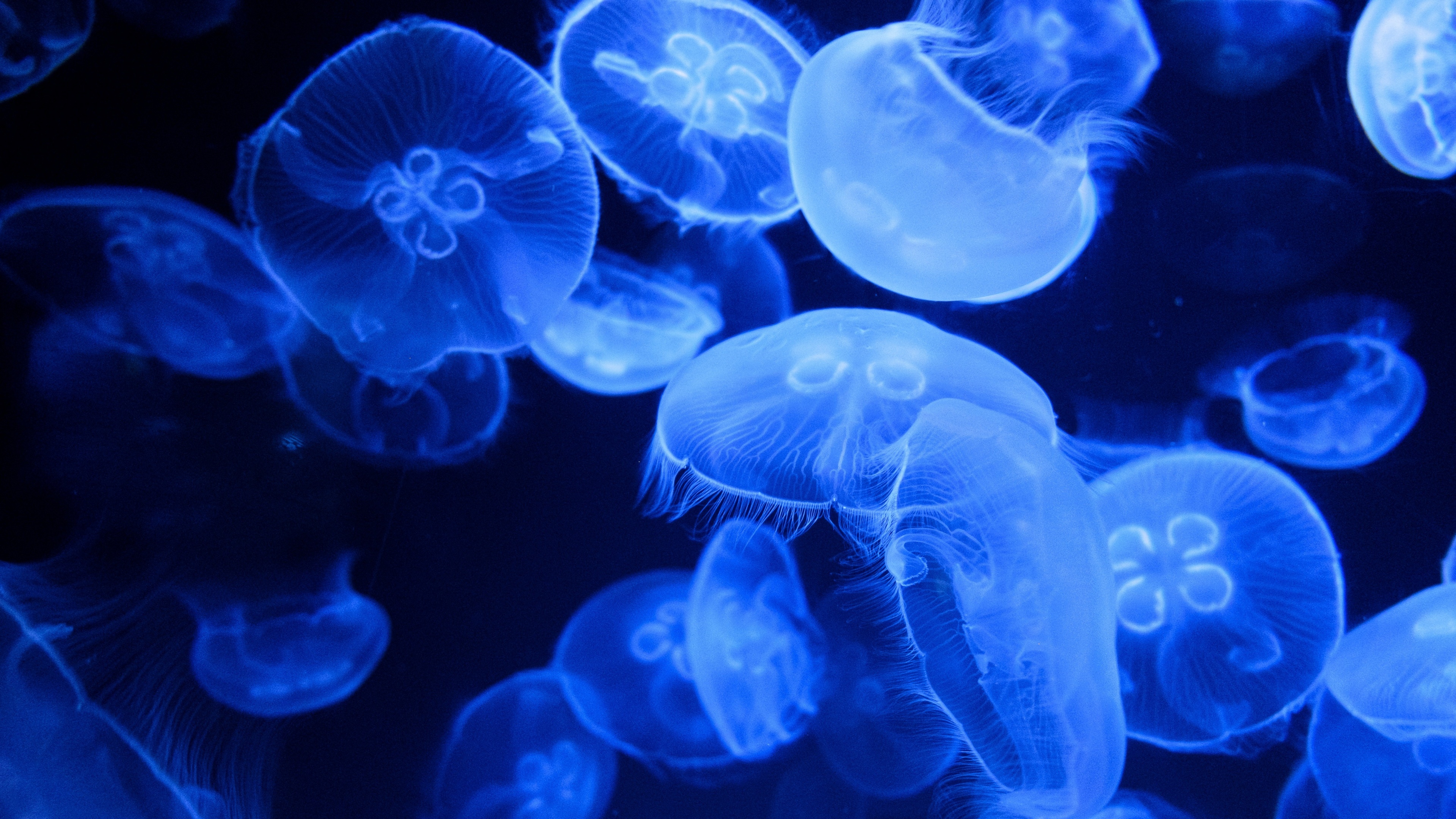 Blue jellyfish, Glowing marine life, Luminous aquarium animals, Underwater enchantment, 3840x2160 4K Desktop