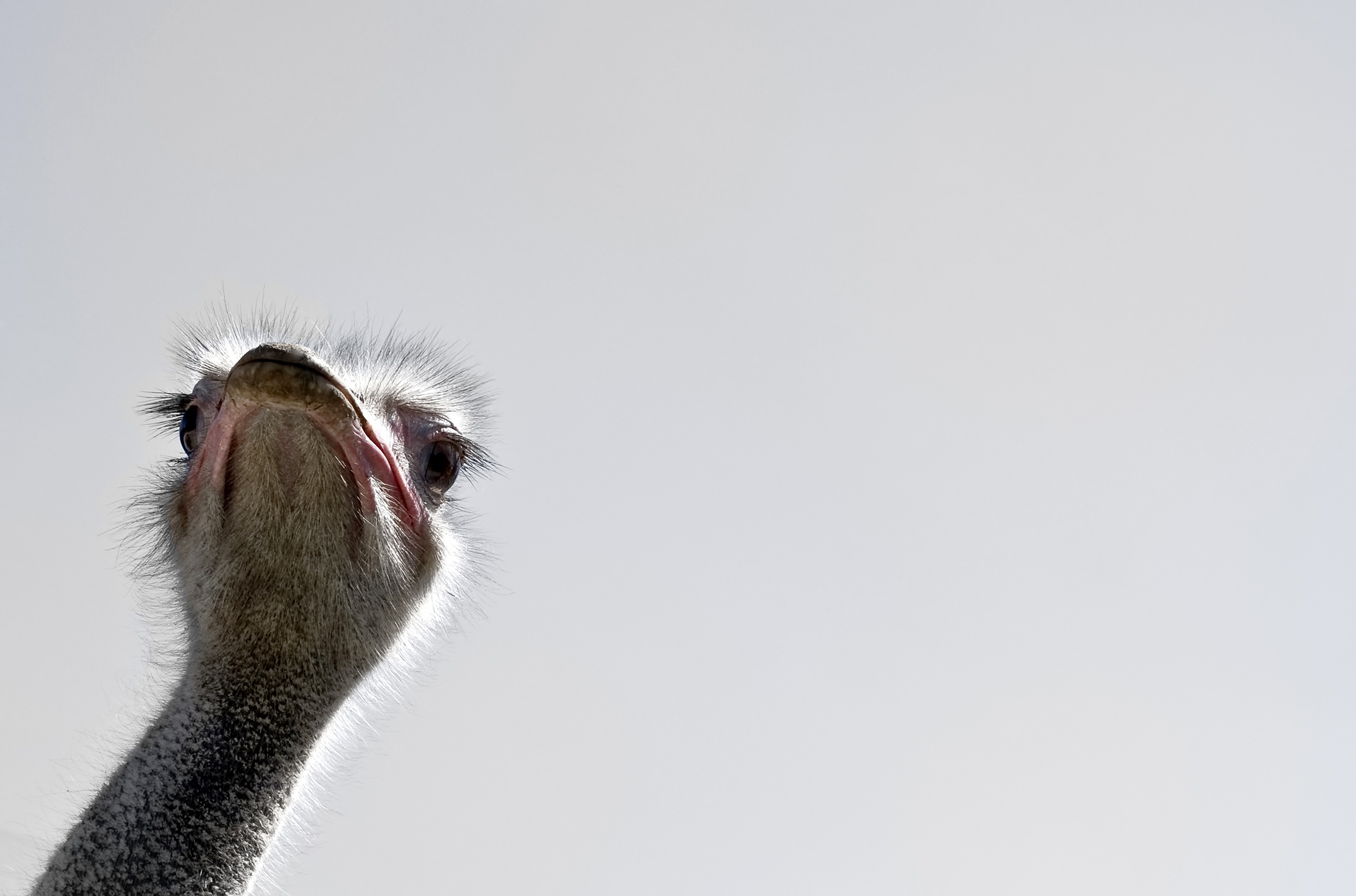 Stunning photography, Ostrich gallery, Mesmerizing visuals, Captivating shots, 2860x1890 HD Desktop