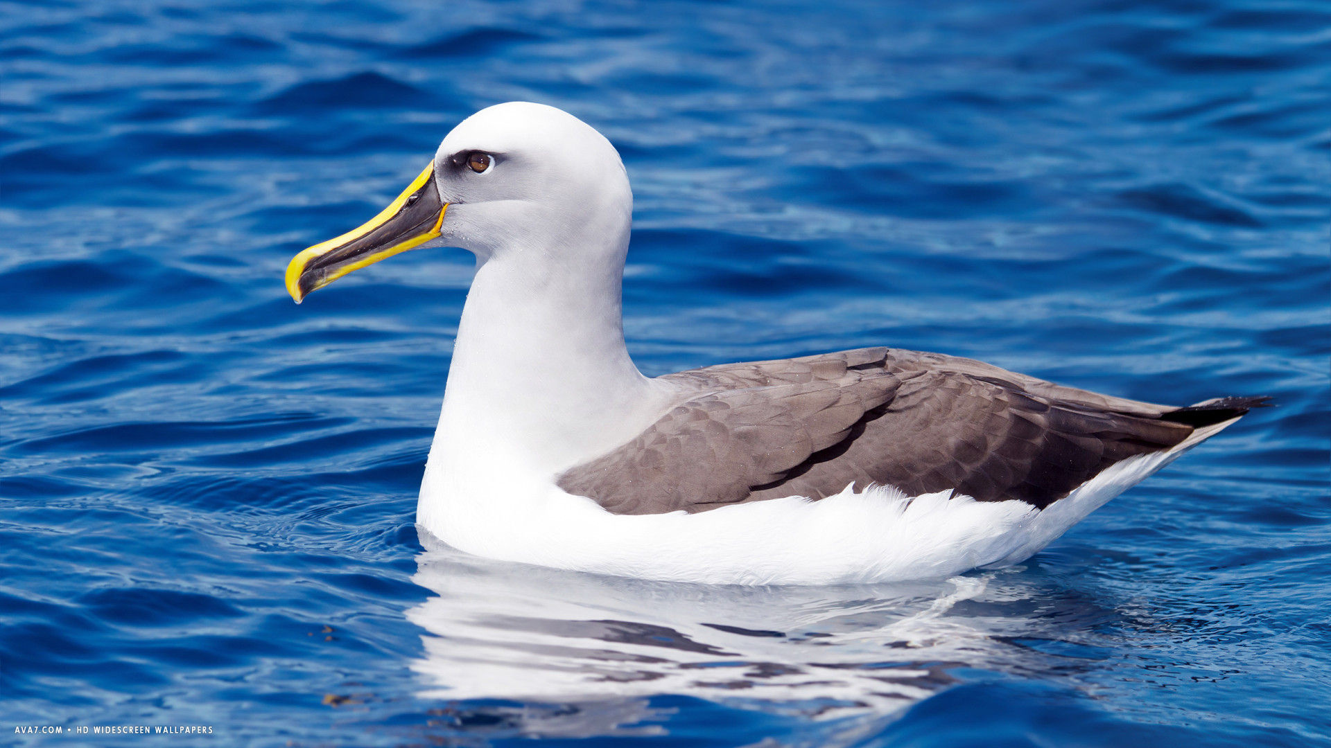 Buller's albatross, Thalassarche bulleri, Bird species photography, HD widescreen wallpaper, 1920x1080 Full HD Desktop