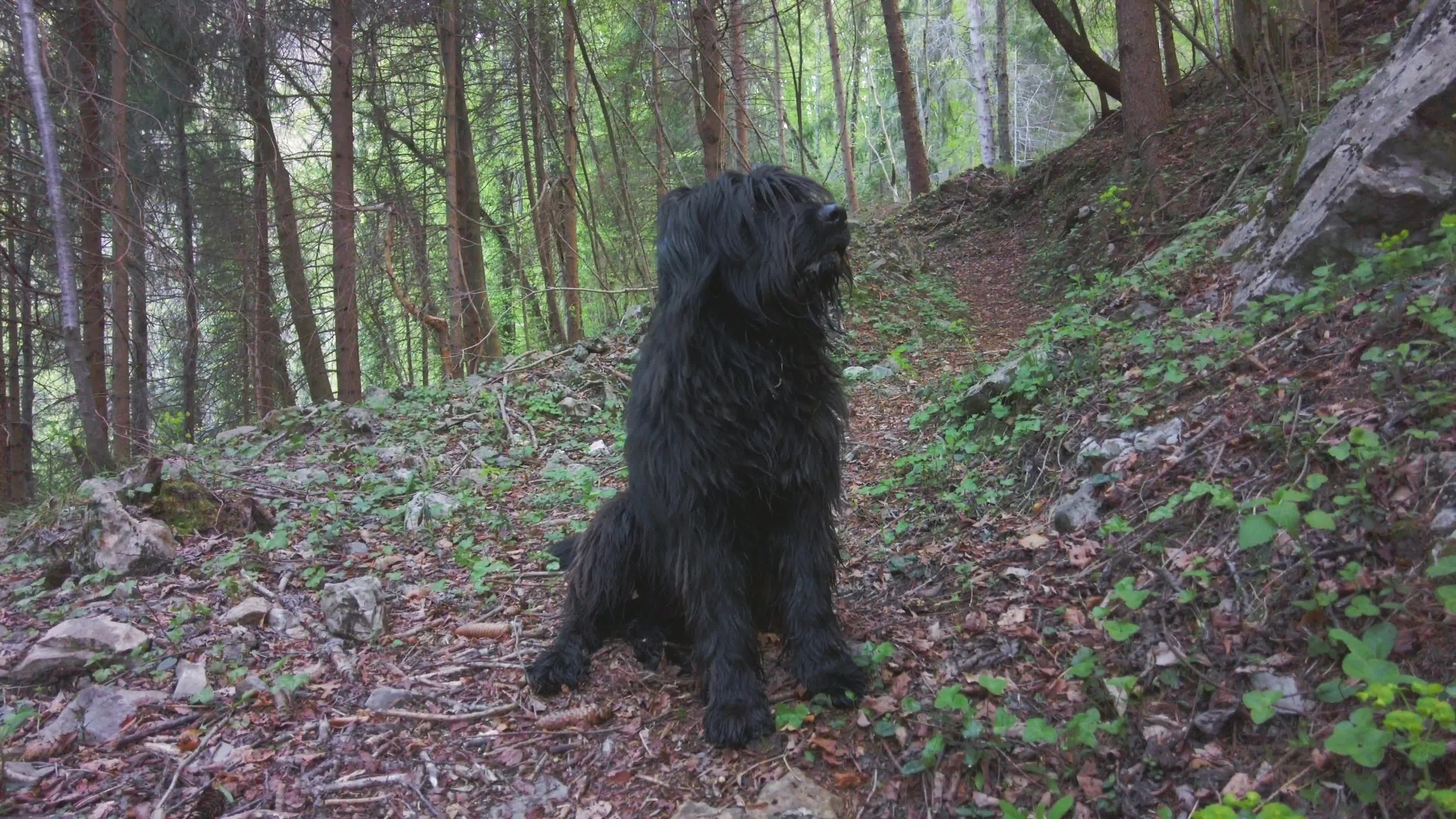 Bergamasco, Shepherd, Smells in the woods, Stock video, 3840x2160 4K Desktop