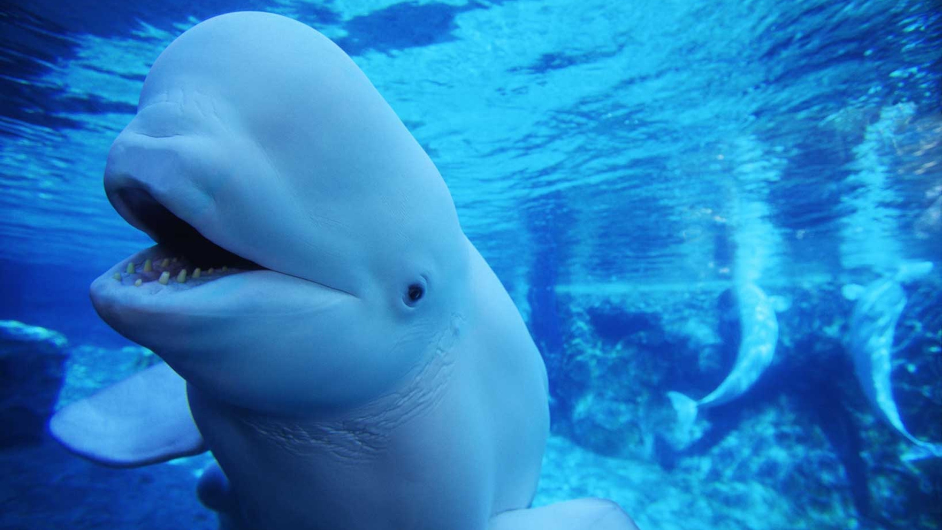 Beluga Whale, Oceanic beauty, Arctic inhabitant, Unique species, 3080x1730 HD Desktop