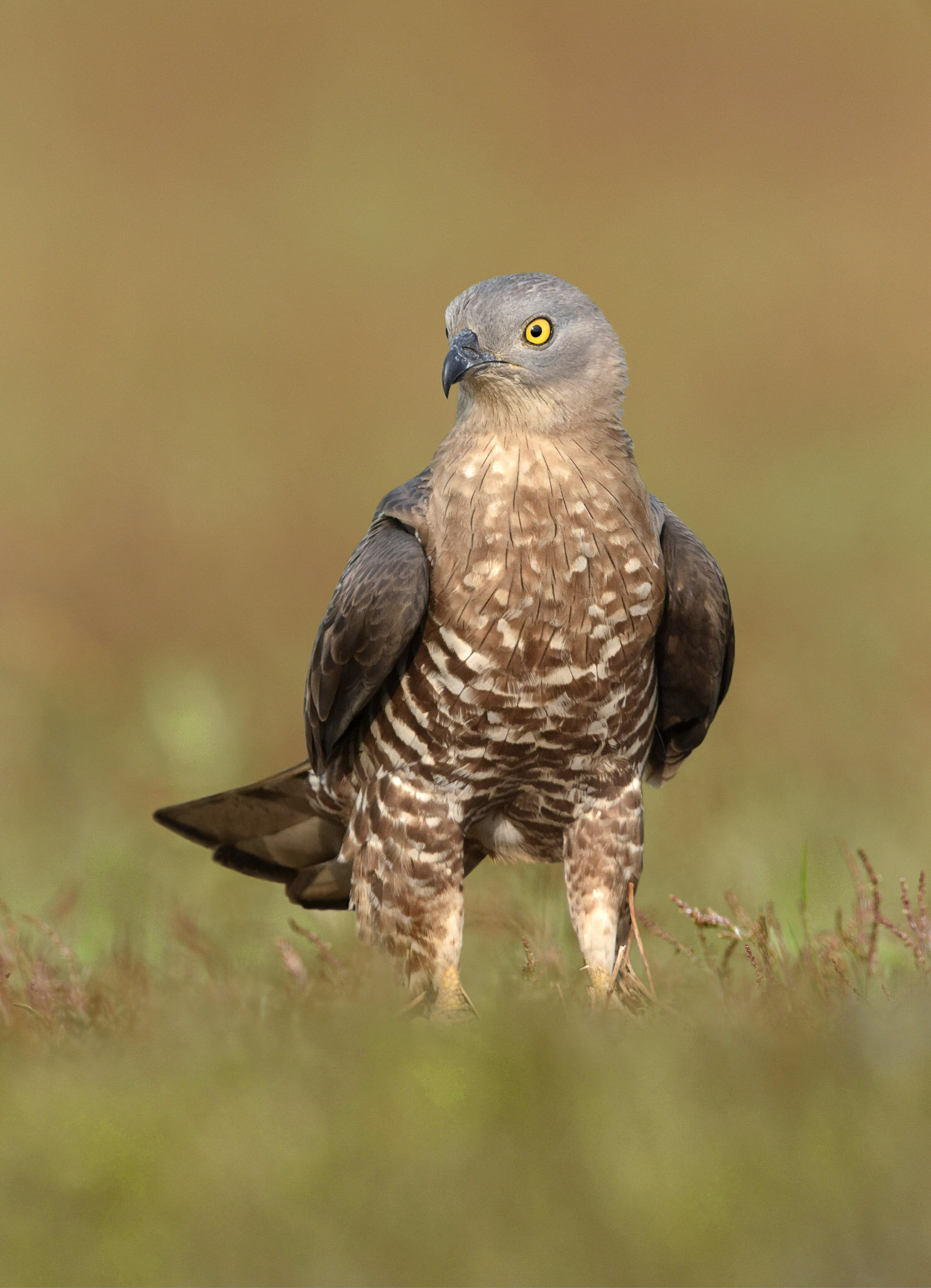 Buzzard (Animal), European honey buzzard, Endangered species, Bird conservation, 1490x2050 HD Phone