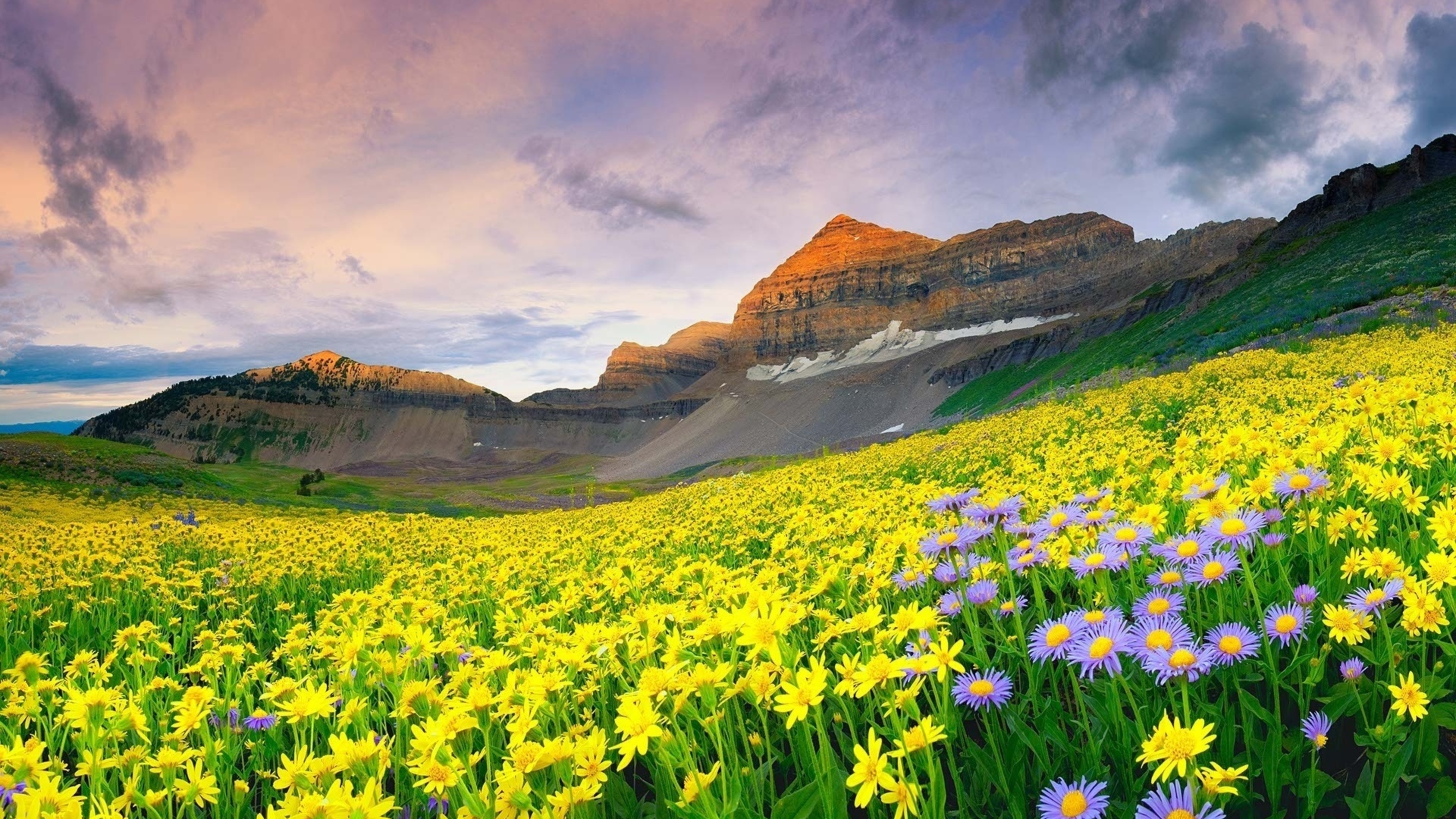 Flowers in Uttarakhand, HD wallpapers, Travel, 3840x2160 4K Desktop