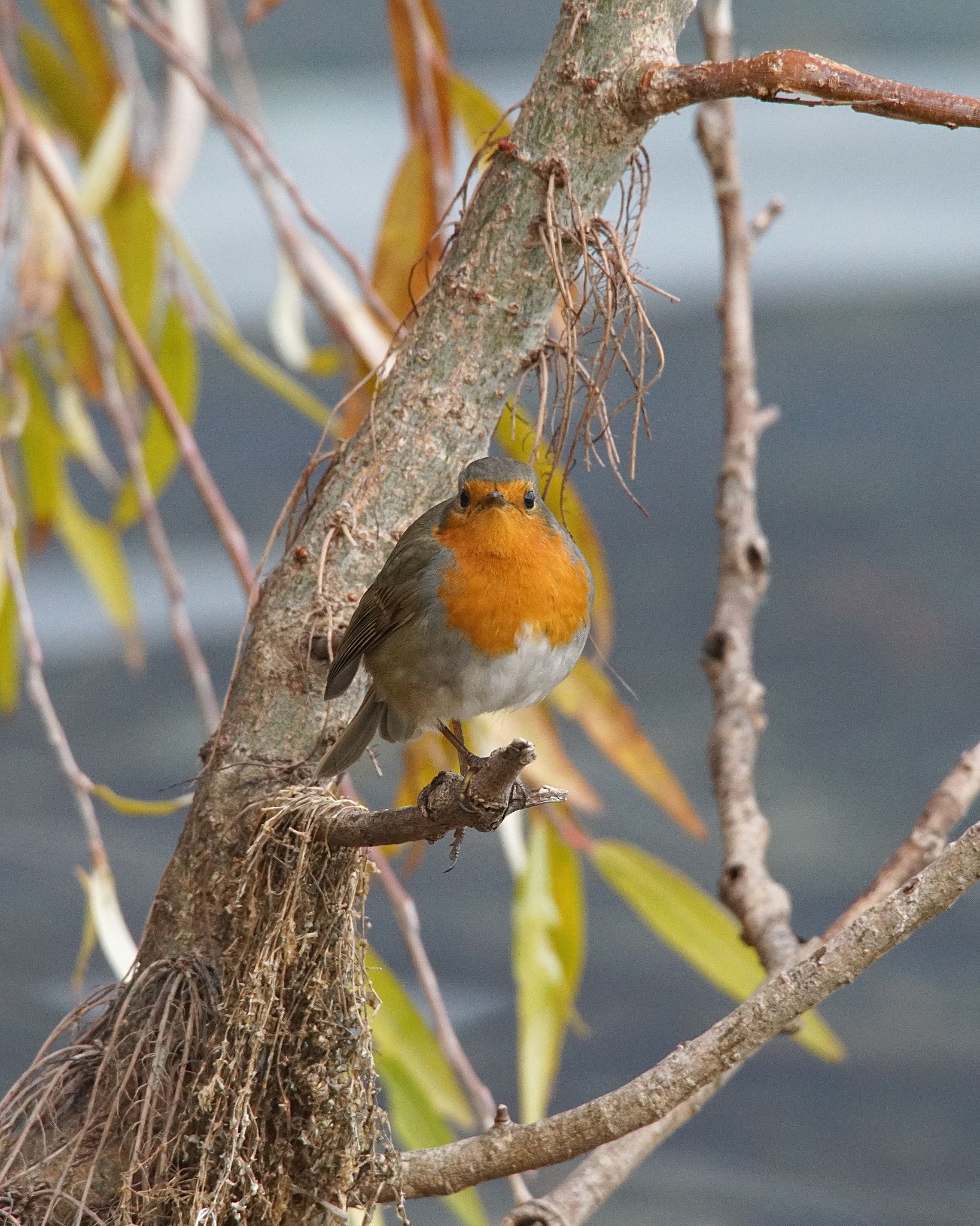 Willow tree, Robin (Bird) Wallpaper, 1640x2050 HD Phone