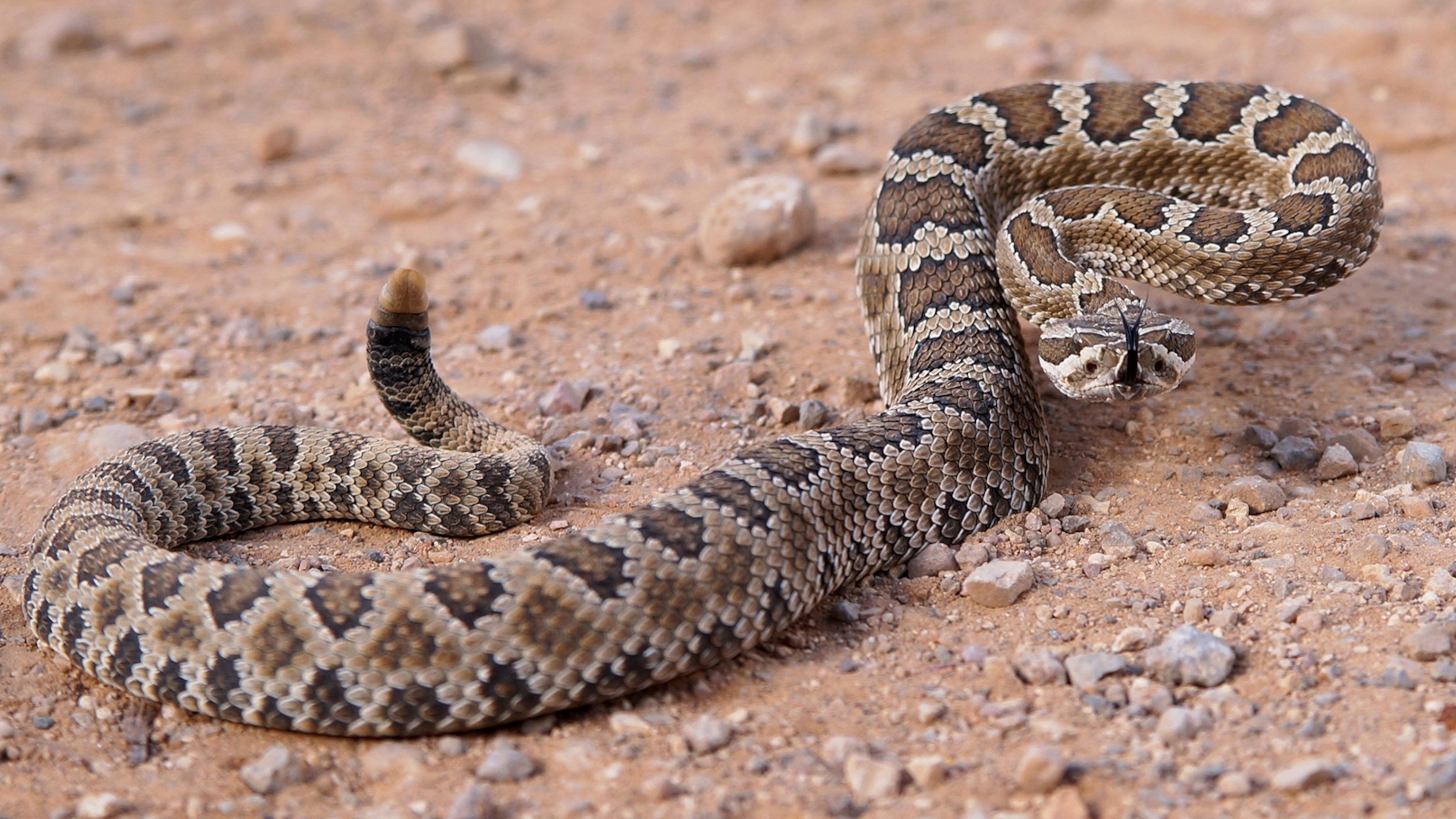 Great Basin rattlesnake, Rattlesnake Wallpaper, 3080x1730 HD Desktop