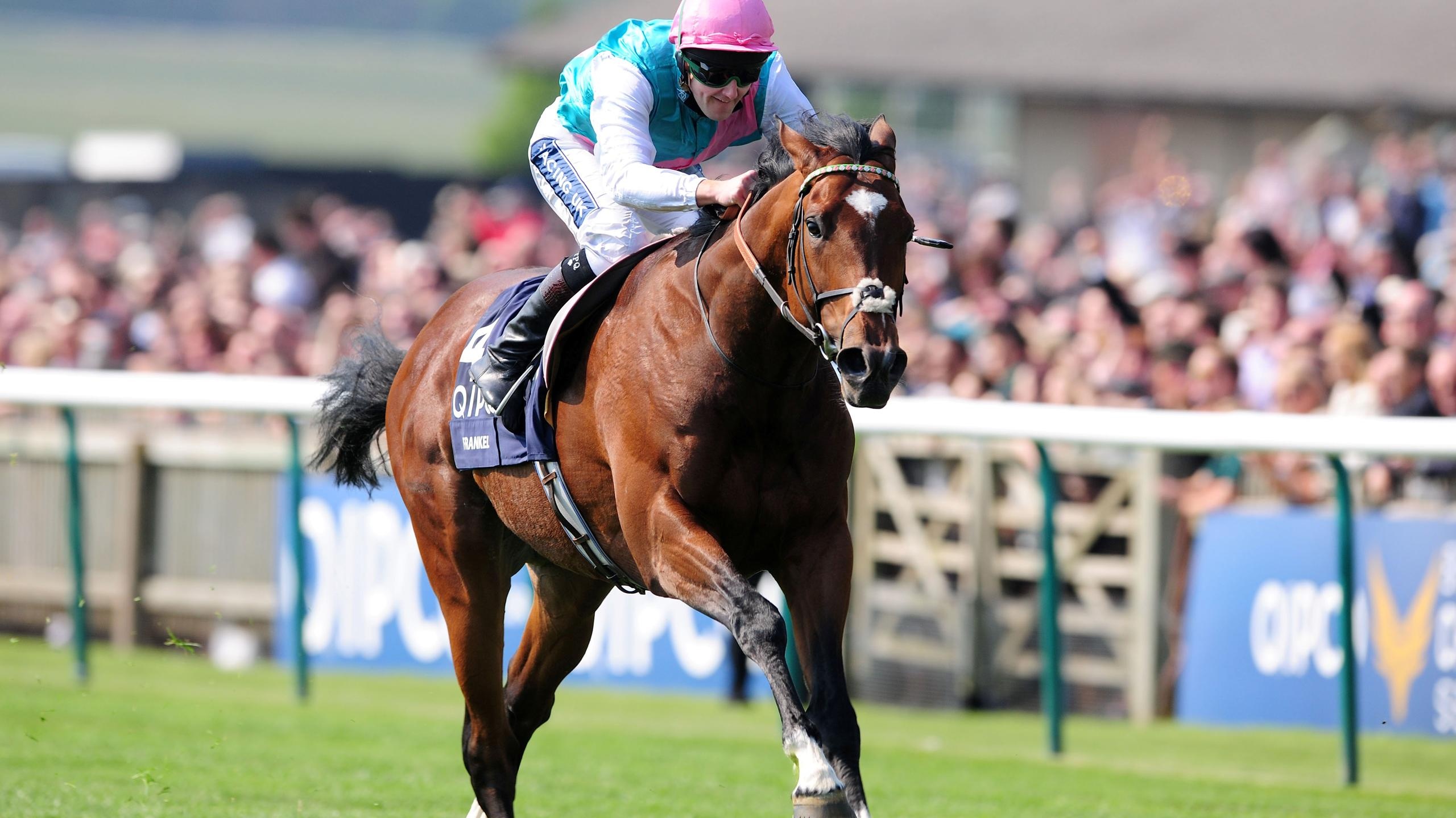 Frankel, Horse Racing Wallpaper, 2560x1440 HD Desktop