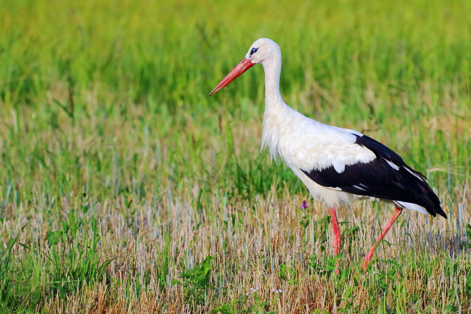 White stork, Striking background, High-definition image, Desktop wallpaper, 1920x1280 HD Desktop