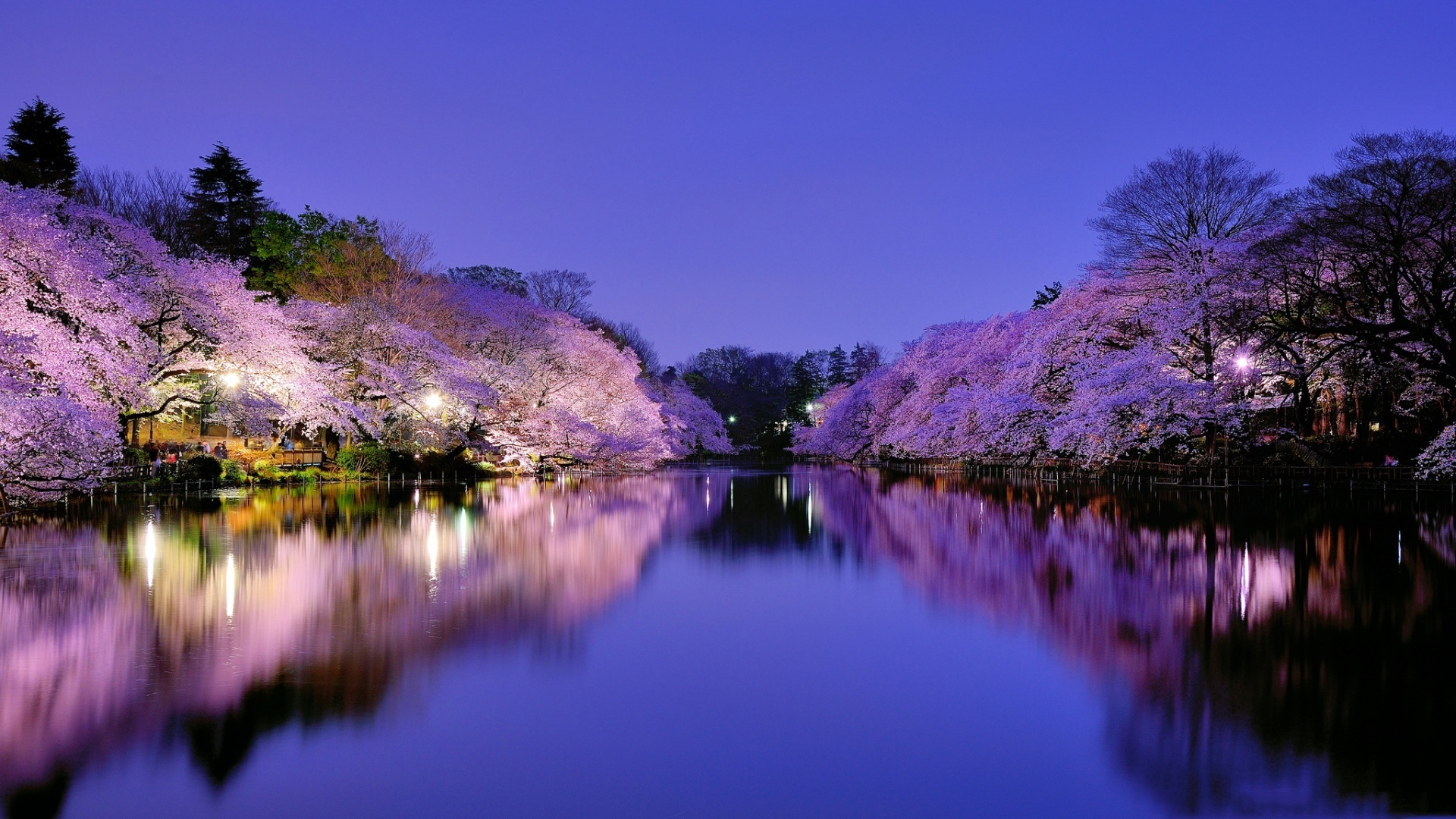 Illuminated sakura trees, Calm pond reflection, Yozakura night scene, Full HD Desktop wallpaper