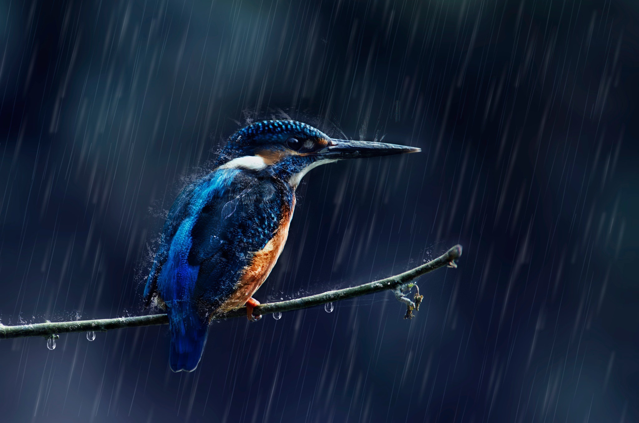 280 kingfisher wallpapers, High-quality images, Beautiful birds, Birds, 2050x1360 HD Desktop