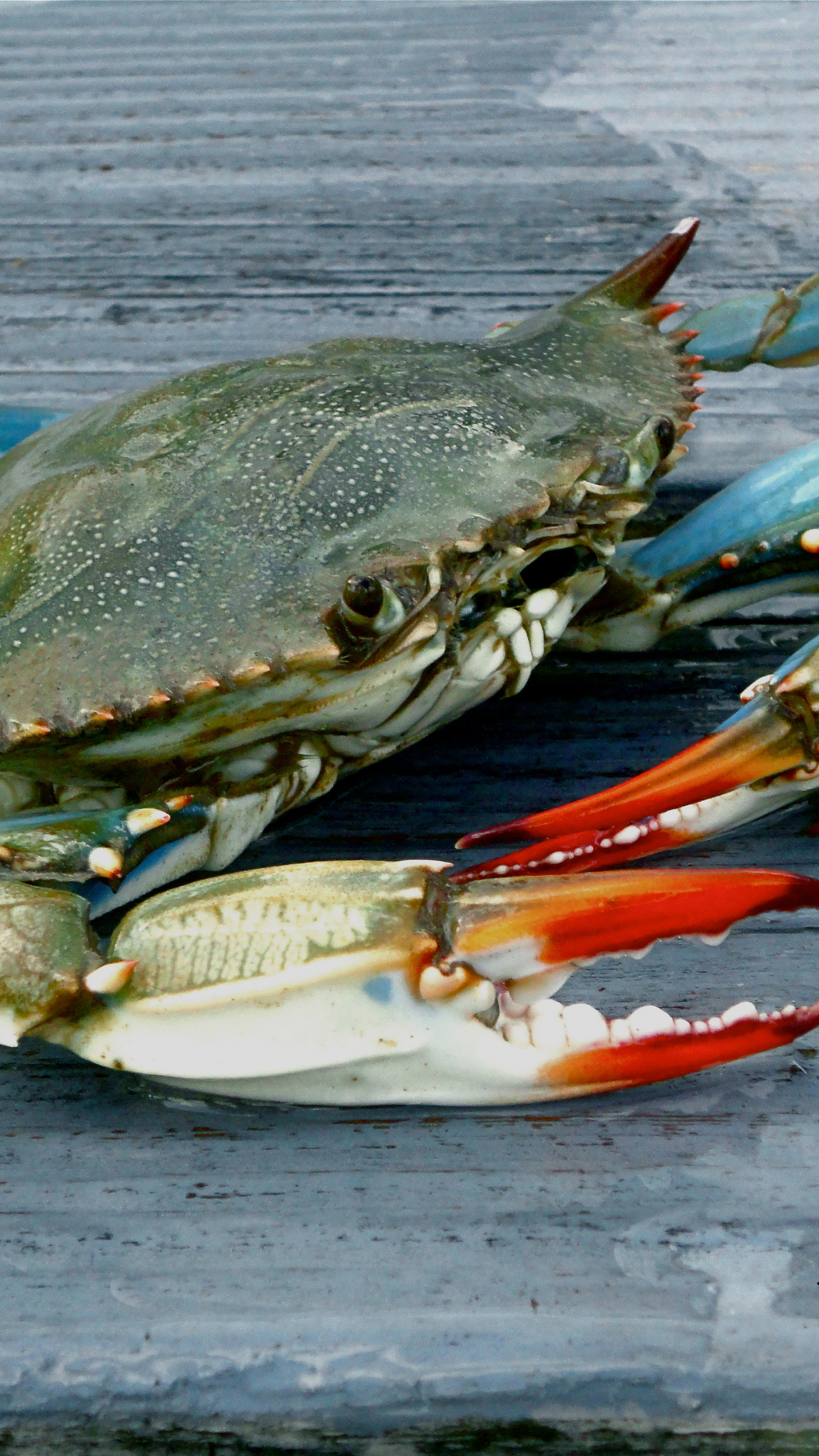 Blue crab wallpaper, Chesapeake charm, Desktop and mobile compatible, Wallpaper border delight, 1440x2560 HD Phone