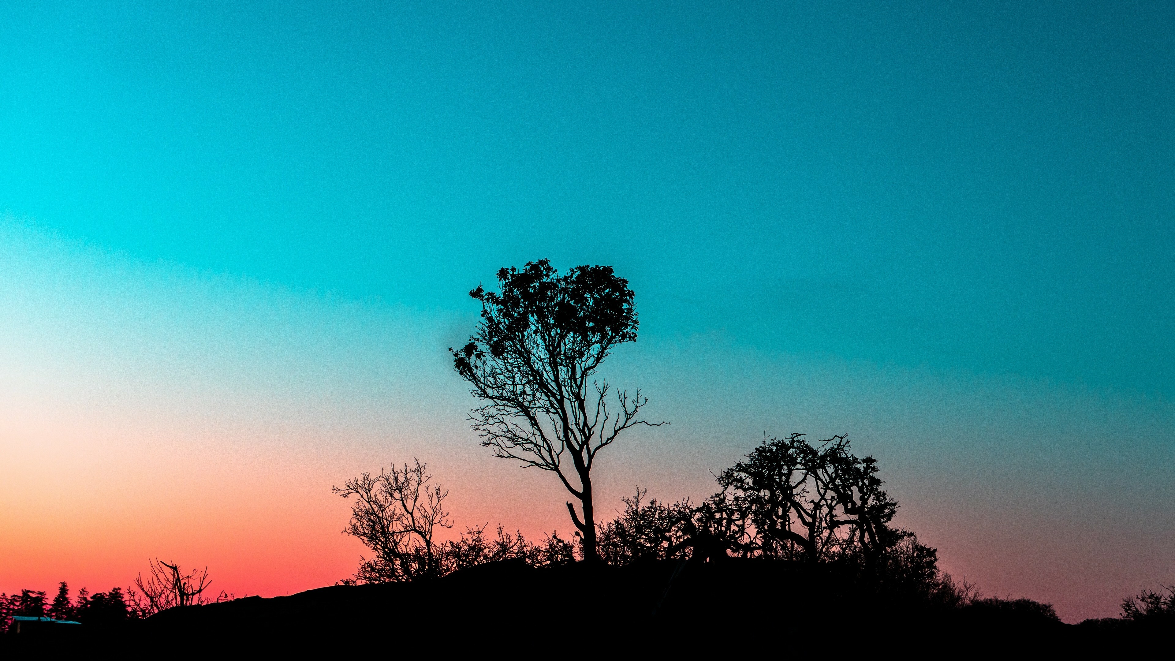 Tree and bushes outlines, Intriguing patterns, Nature's secrets, Mysterious beauty, 3840x2160 4K Desktop