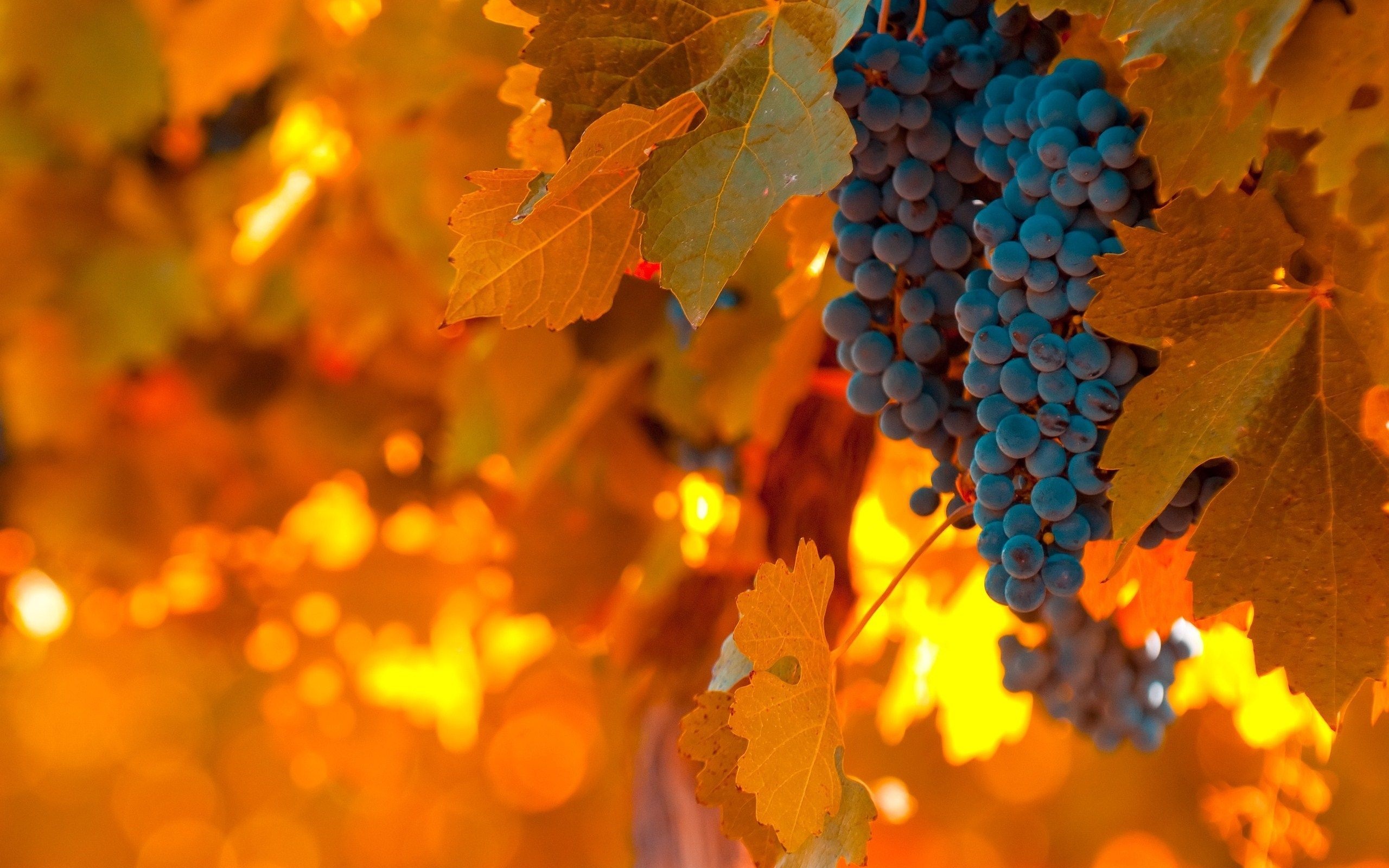 Autumn grapes, Nature's palette, Golden hues, Seasonal beauty, 2560x1600 HD Desktop