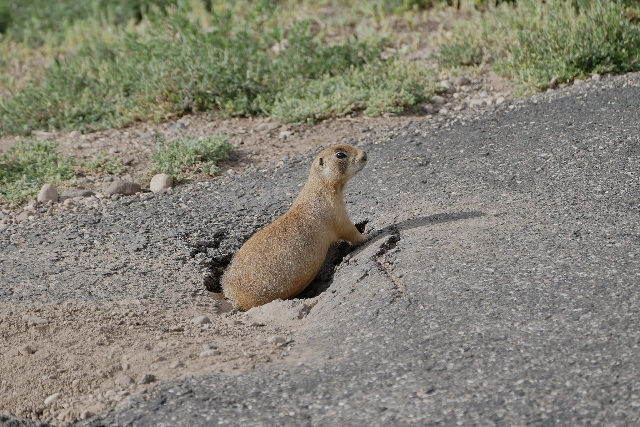 Utah Prairie Dog, Cynomys parvidens, Inaturalist NZ, 2050x1370 HD Desktop