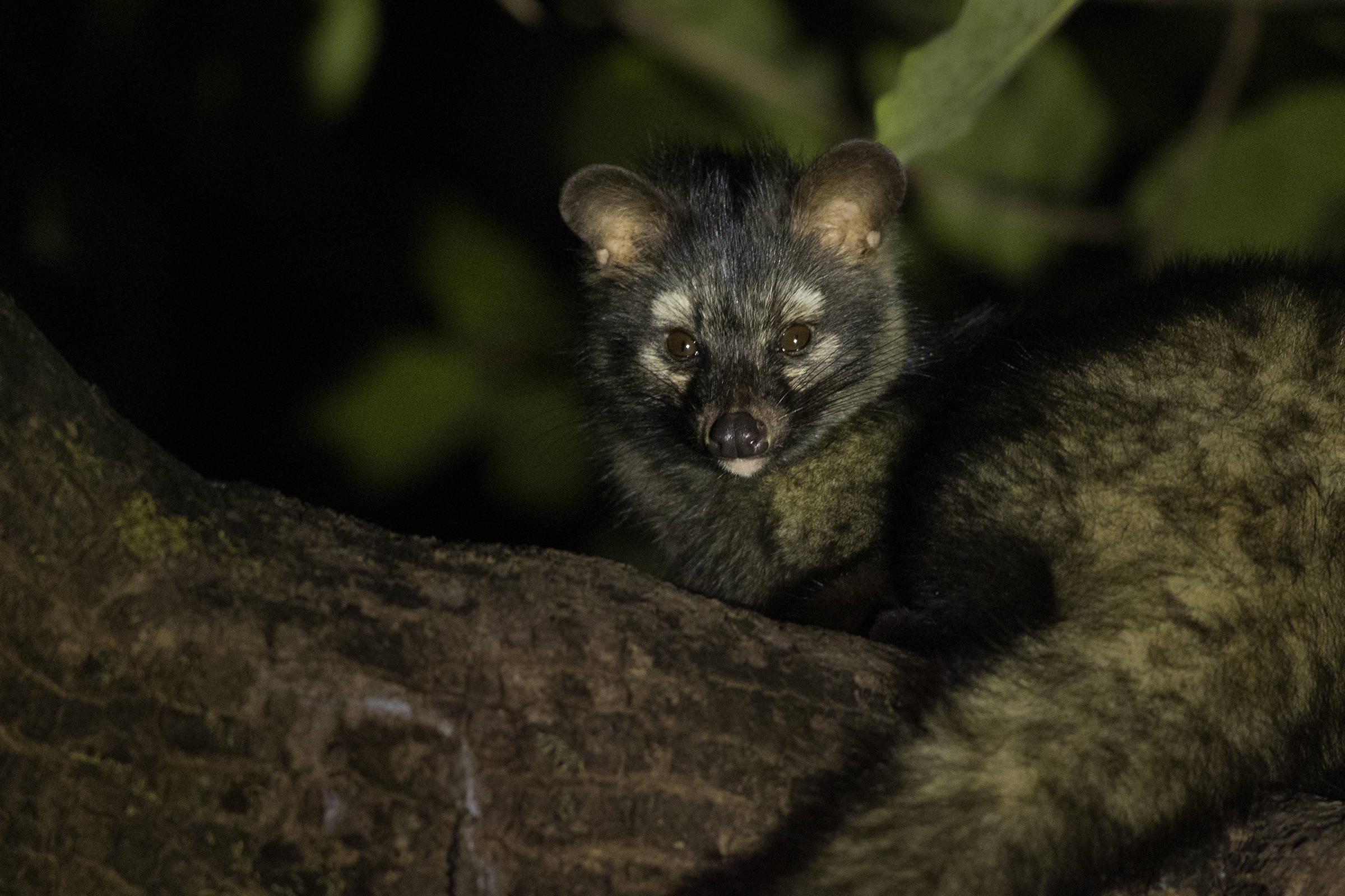 Civets of India, Indian civet, 2400x1600 HD Desktop