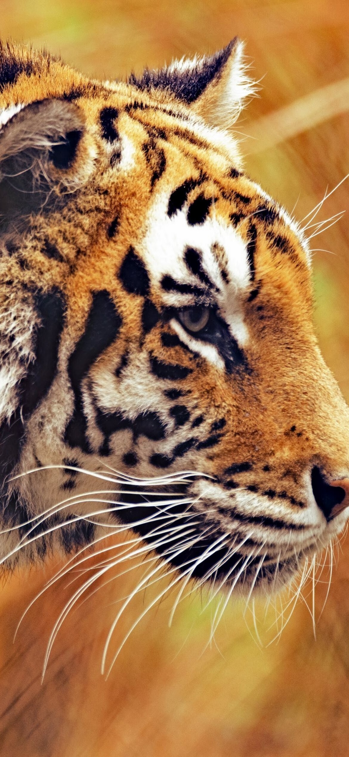 Tiger PC desktop, 4K wallpaper, Immersive display, Roaring power, 1170x2540 HD Phone