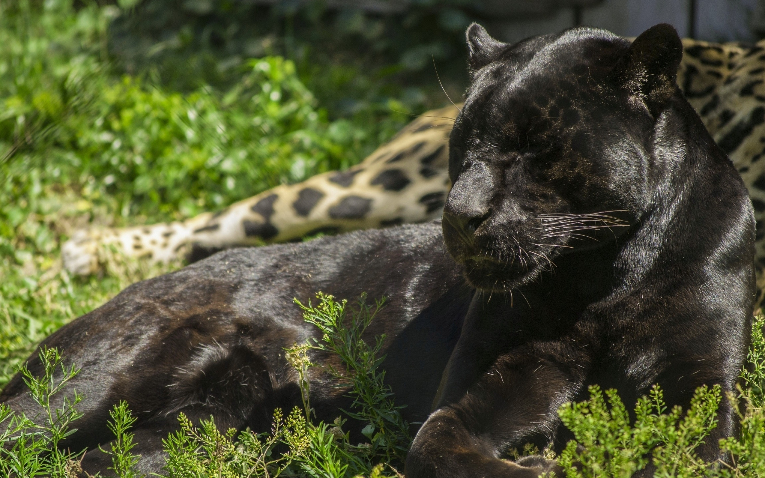 Sleeping, Black Panthers Wallpaper, 2560x1600 HD Desktop