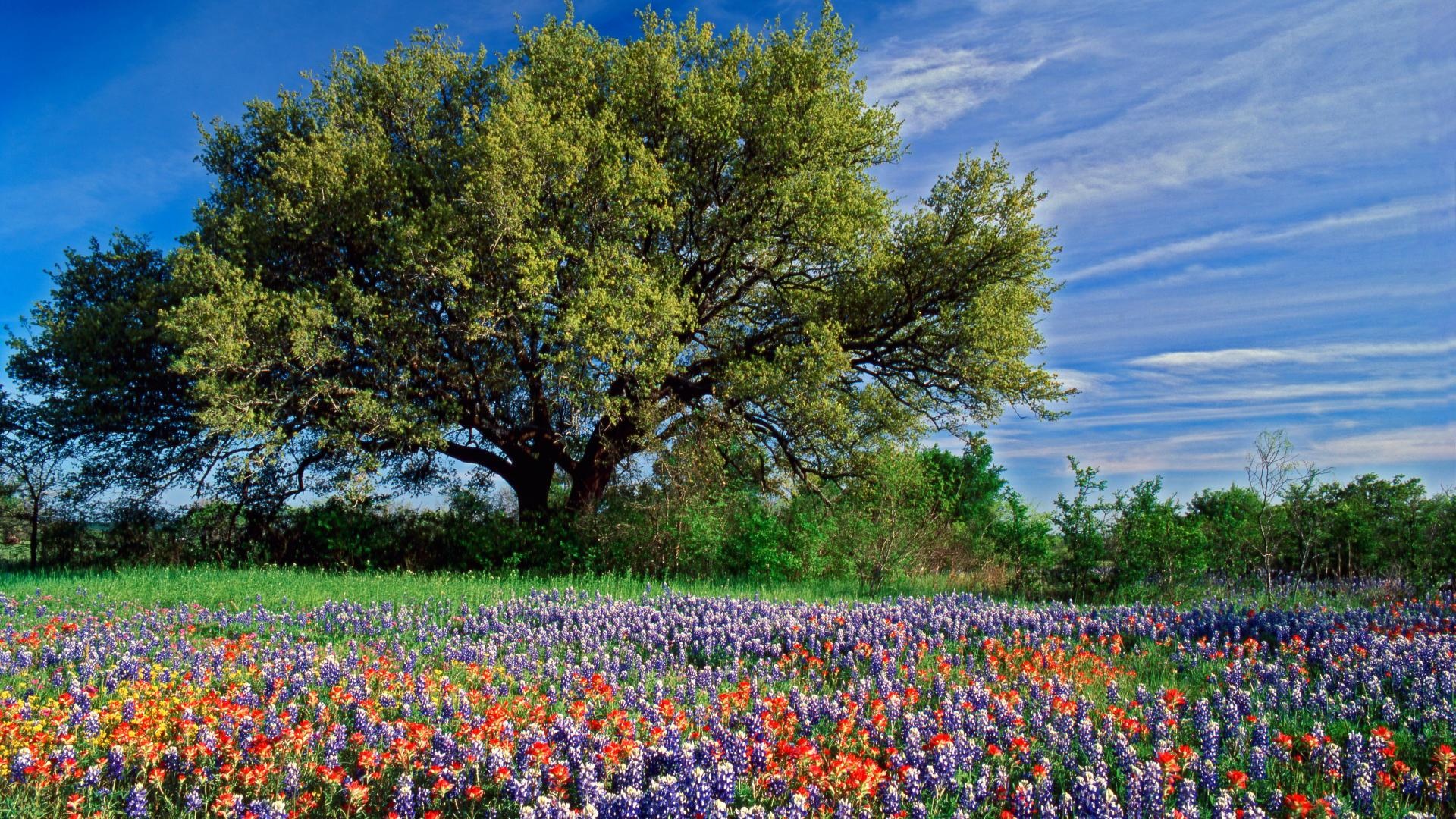 Texas Hill Country, Texas wallpaper, SF wallpaper, 1920x1080 Full HD Desktop