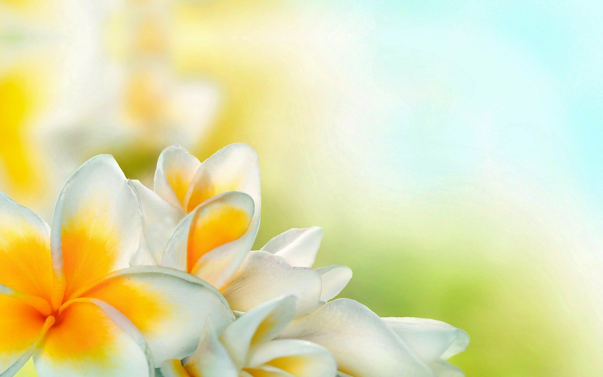 Frangipani Flower, Tropical blossoms, Fragrant paradise, Vibrant petals, 1920x1200 HD Desktop