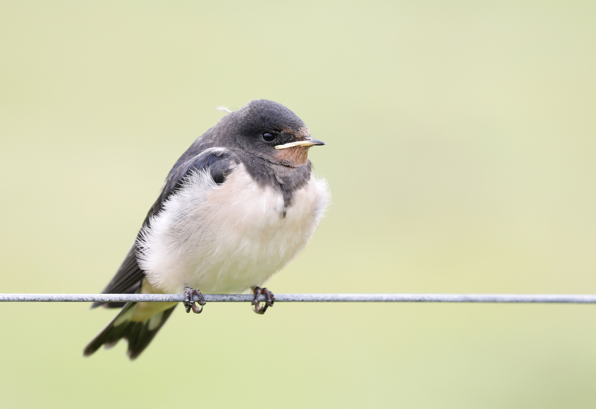Barn swallow, Swallow Wallpaper, 2050x1410 HD Desktop