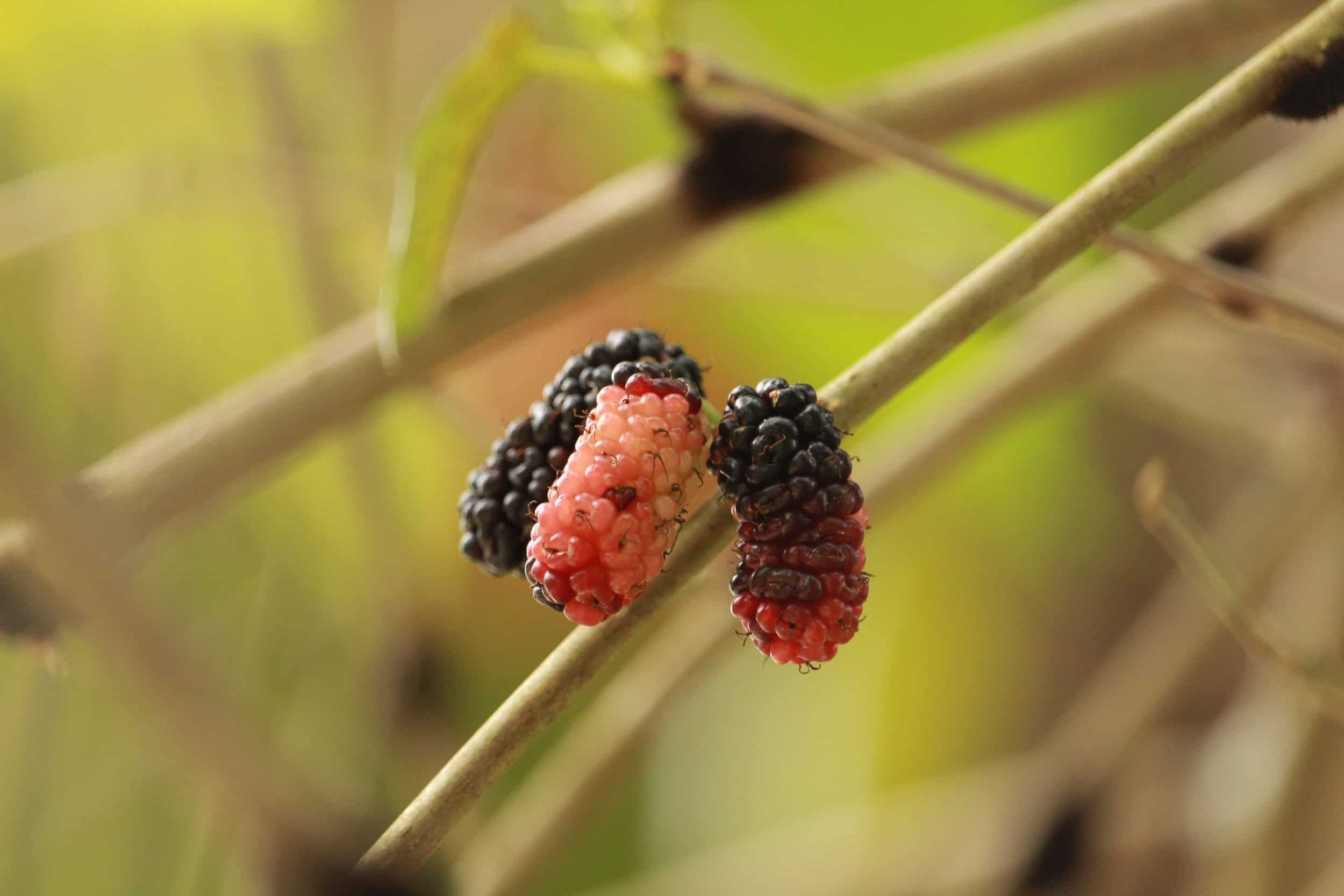 Mulberry health benefits, Nutrient-rich, Disease prevention, Wellness promoter, 2500x1670 HD Desktop