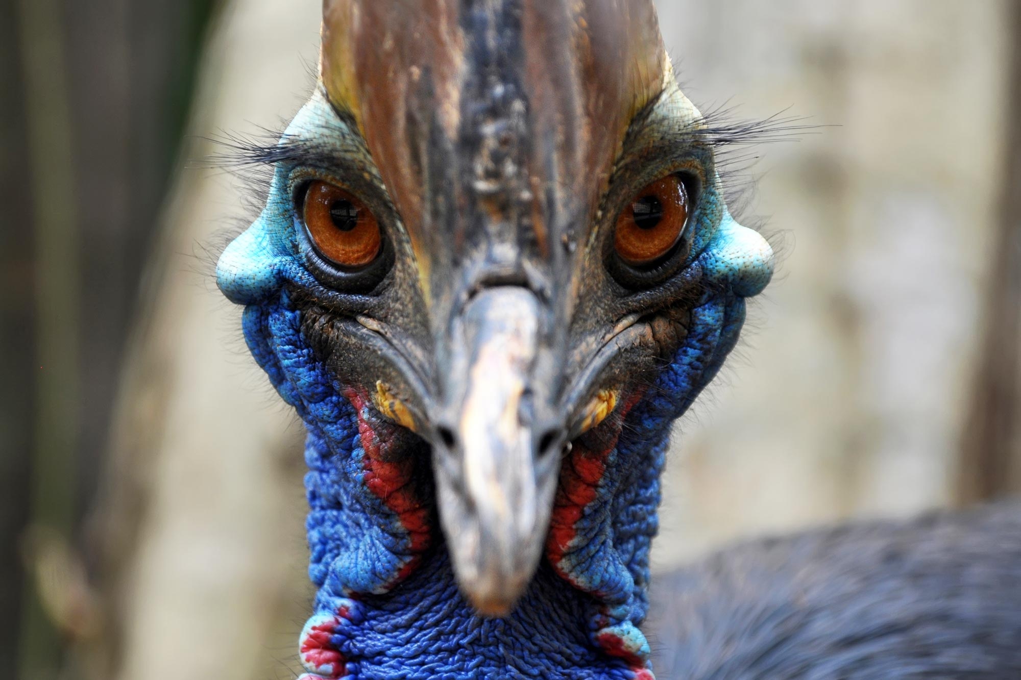 Ancient humans and cassowaries, Prehistoric bird connection, Mutual dependence, Fascinating archaeological discovery, 2000x1340 HD Desktop