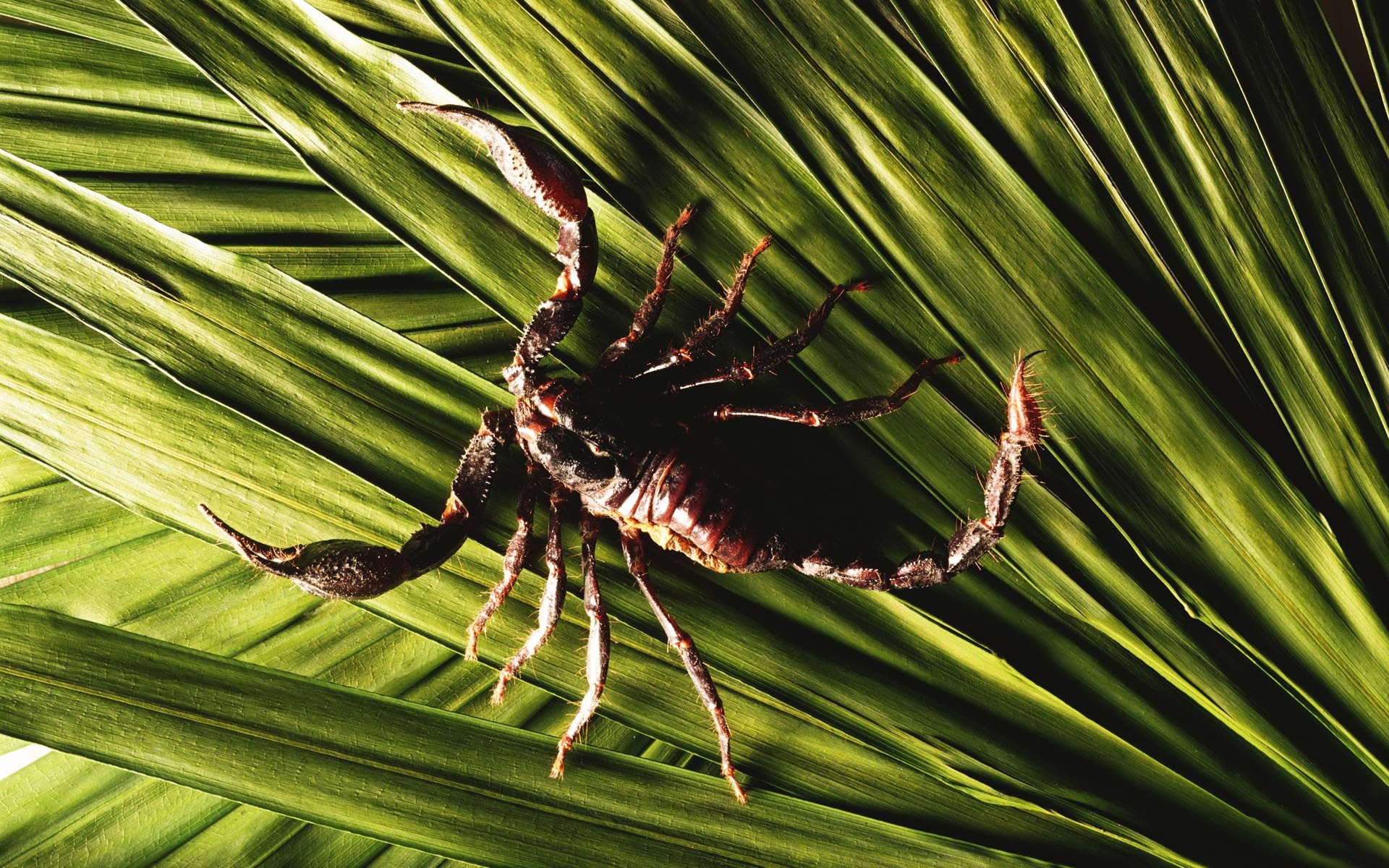 Animal scorpion wallpaper, Desktop background, Wildlife appreciation, Stunning visuals, 1920x1200 HD Desktop