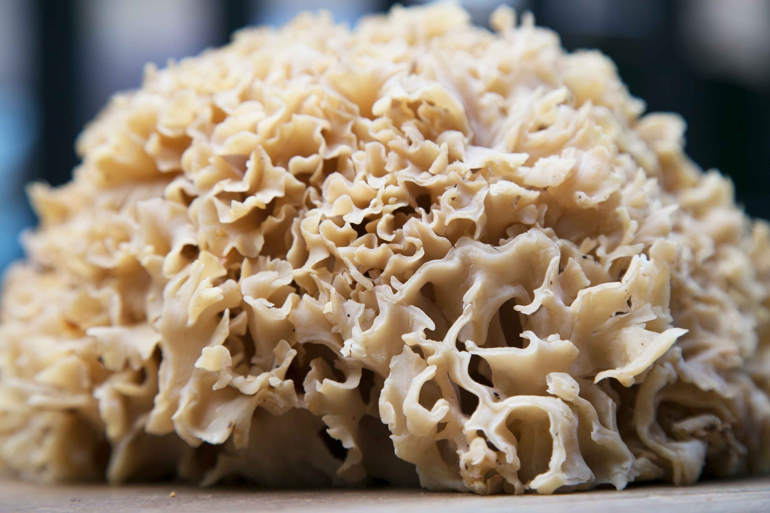 Cauliflower fungus, The Wild Room, Food, 2500x1670 HD Desktop