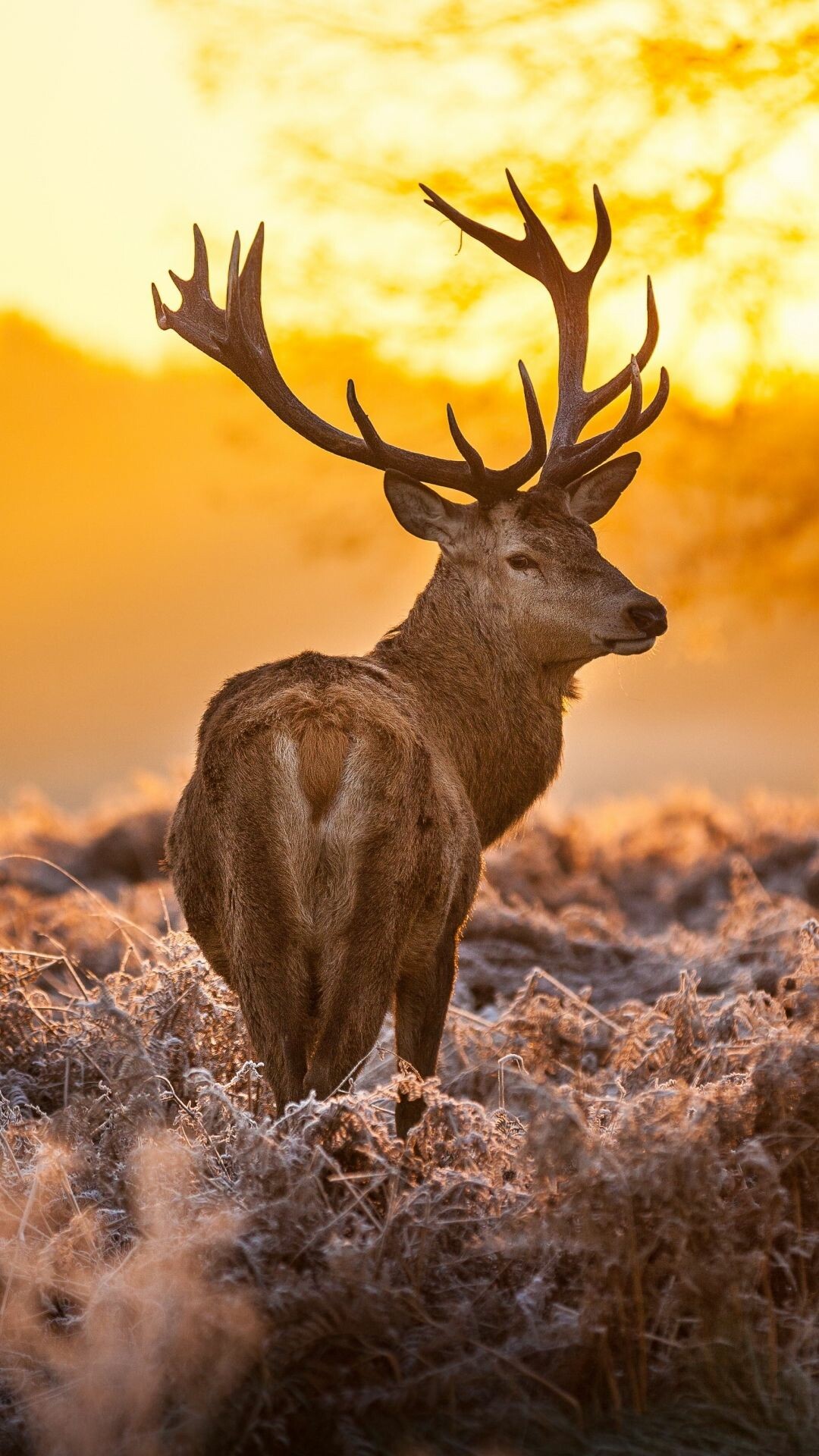 Gorgeous red deer, Striking appearance, Nature's masterpiece, Wildlife photography, 1080x1920 Full HD Phone