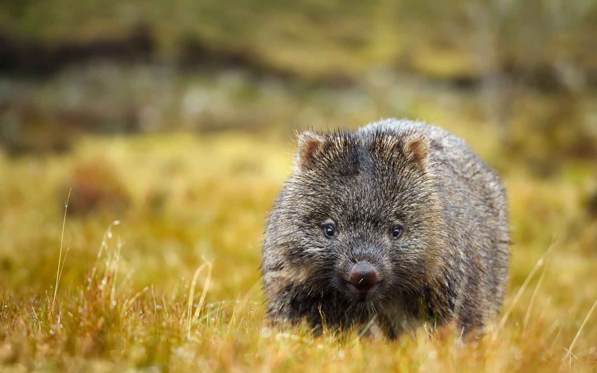 Wombat field, Marsupials summer, Australia mammals, High quality, 1920x1200 HD Desktop