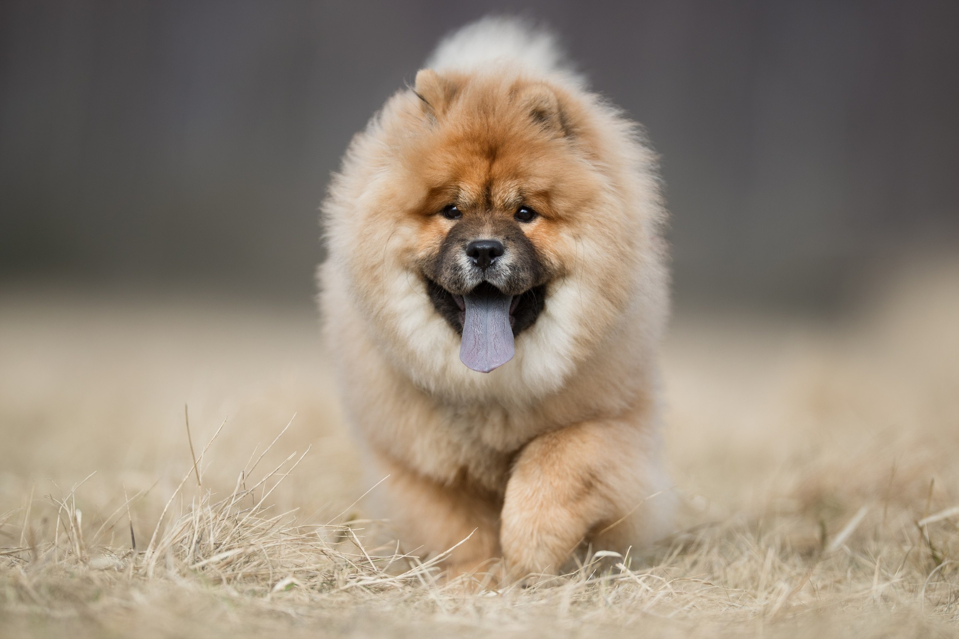 Chow Chow, Petplace, Dogs, 1920x1280 HD Desktop