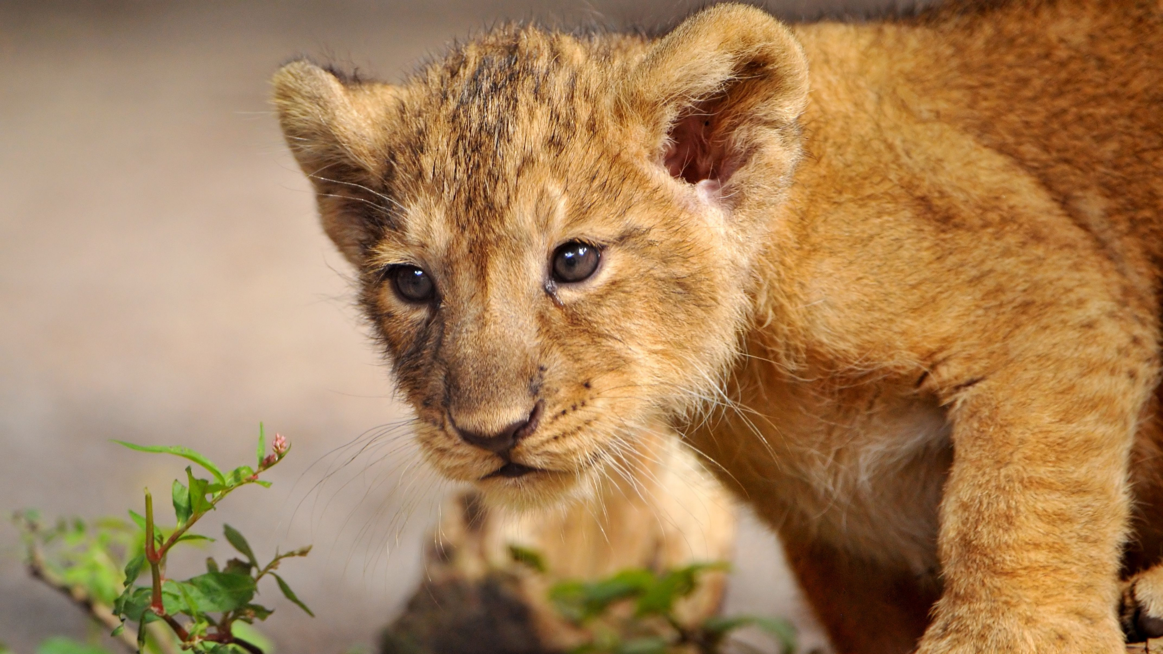 Apple computer lion and cub wallpaper, Technology meets wilderness, Digital wilderness, Unique synergy, 3840x2160 4K Desktop