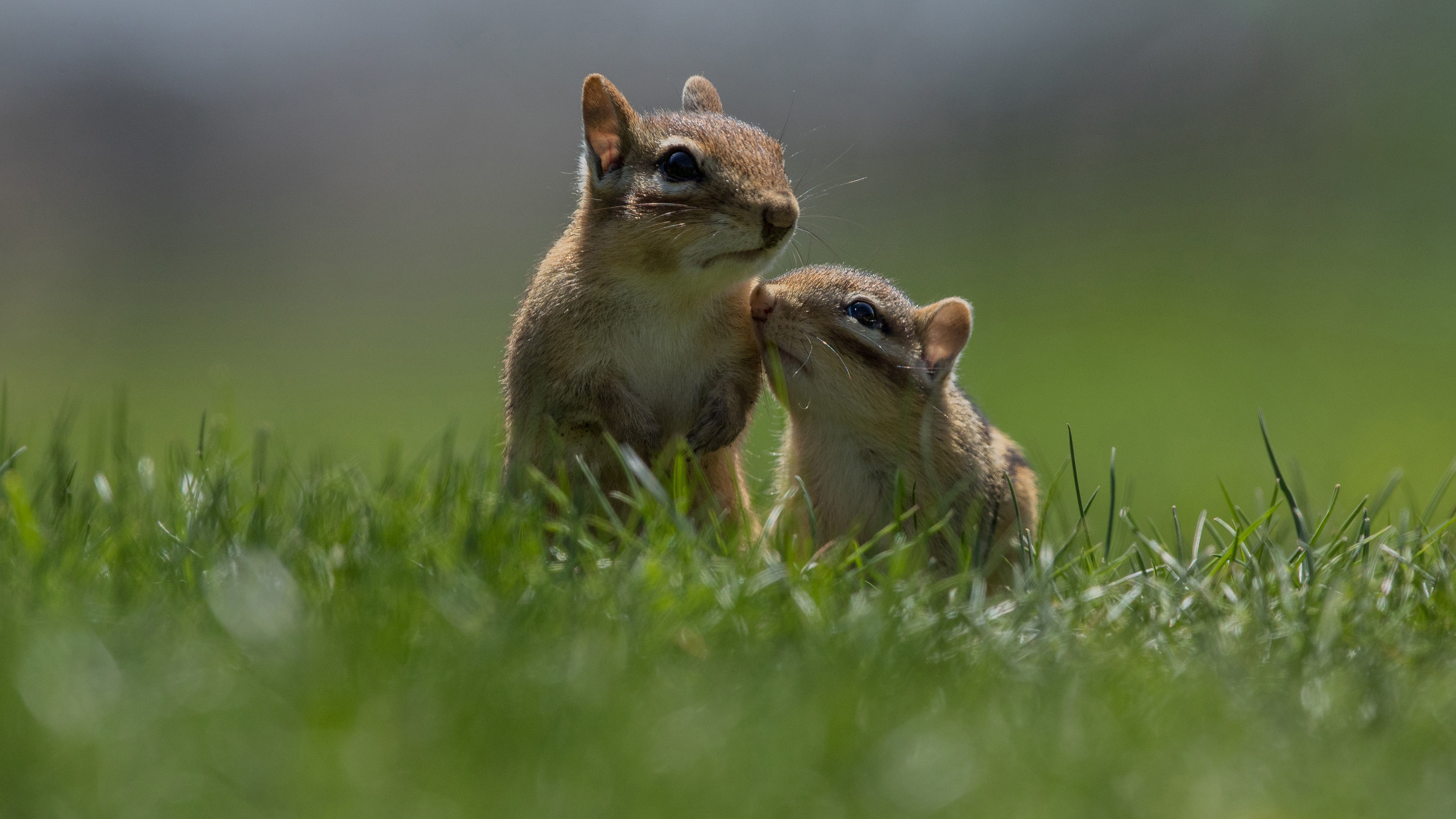 Chipmunk, Adorable visuals, Downloadable images, Nature's charm, 3840x2160 4K Desktop