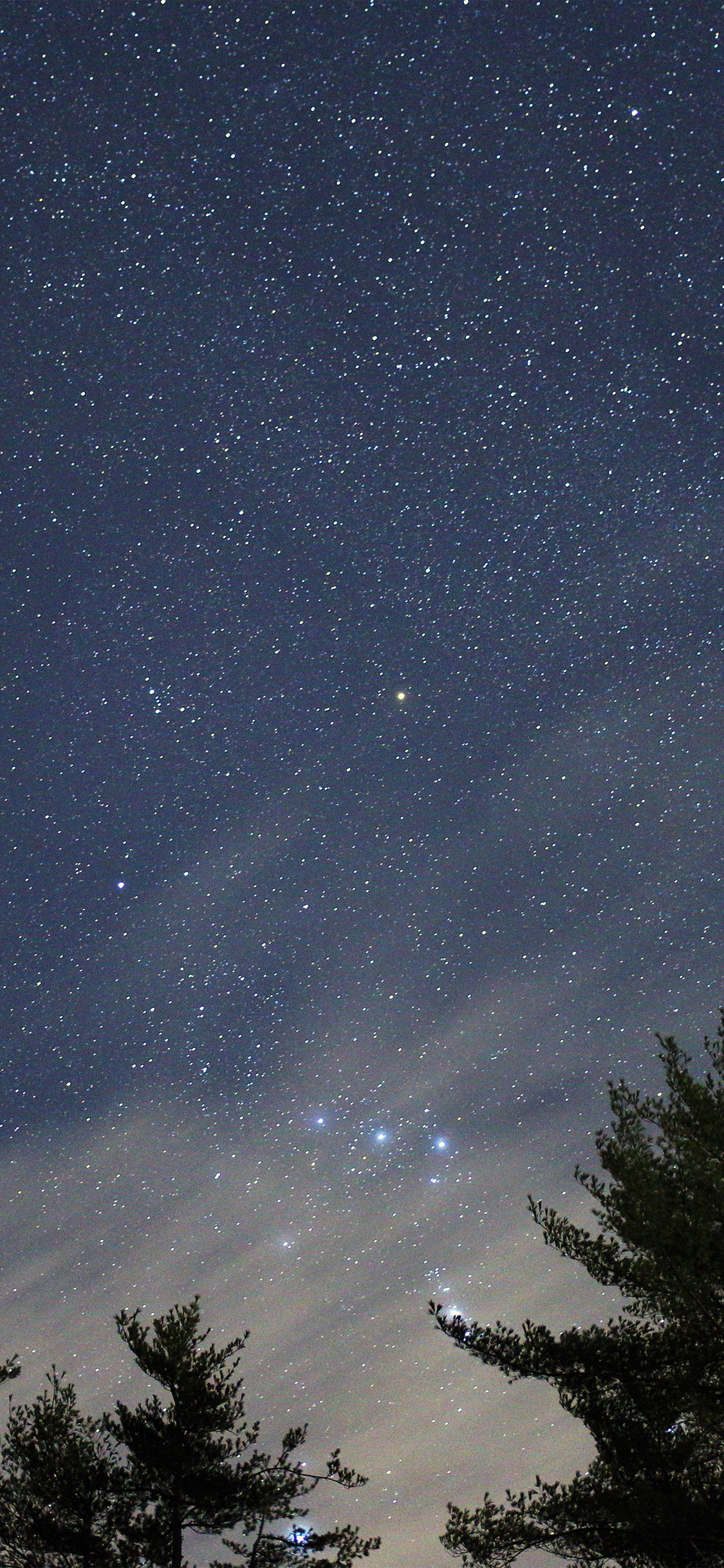 Orion's Belt, conifer tree silhouettes, starry night sky, HD Phone wallpaper