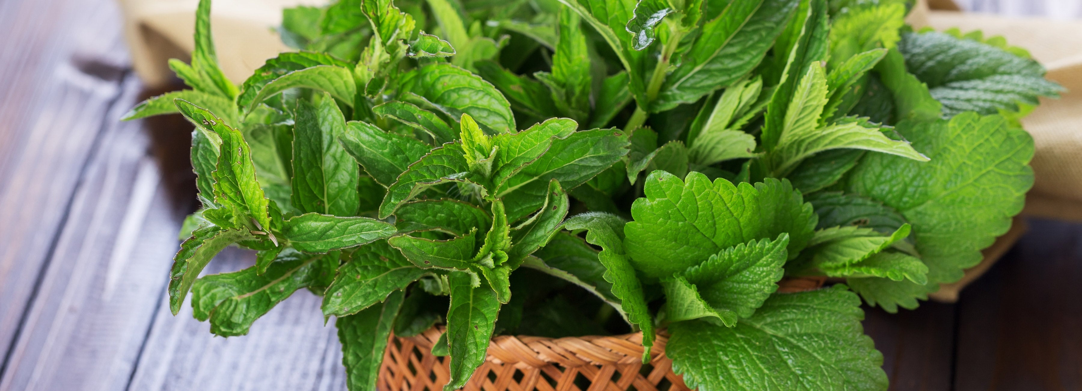 Lemon Balm facts, Melissa officinalis, Herbal tea, Twinings brand, 3600x1300 Dual Screen Desktop