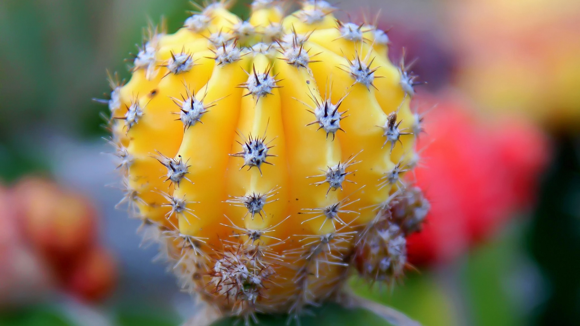 Cactus, HD wallpaper background, Desert's majesty, Natural beauty, 1920x1080 Full HD Desktop