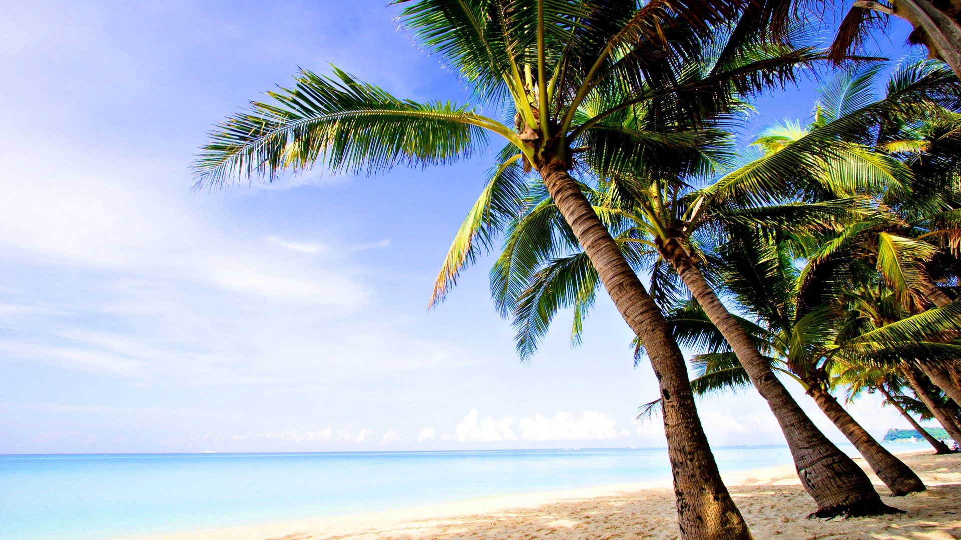 Leaning coconut palm trees, Tropical sandy beach, Turquoise ocean water, Full HD Desktop wallpaper
