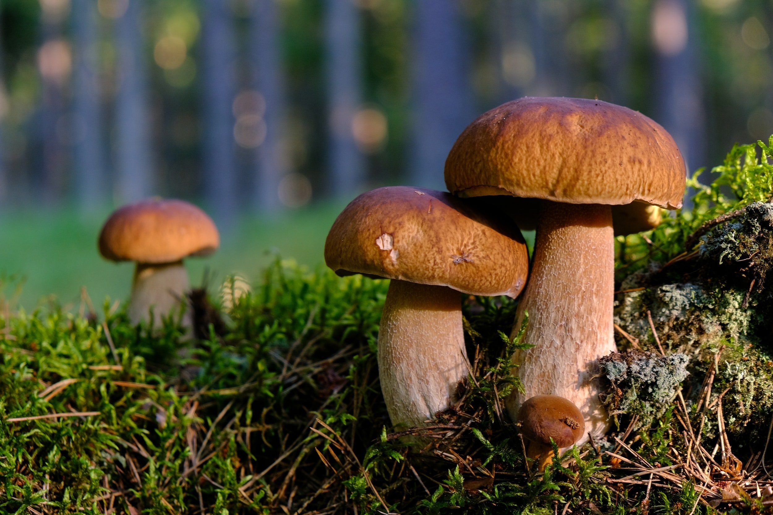 Energetics of mushrooms, Literal magic, East West Wellness, Healing power, 2500x1670 HD Desktop