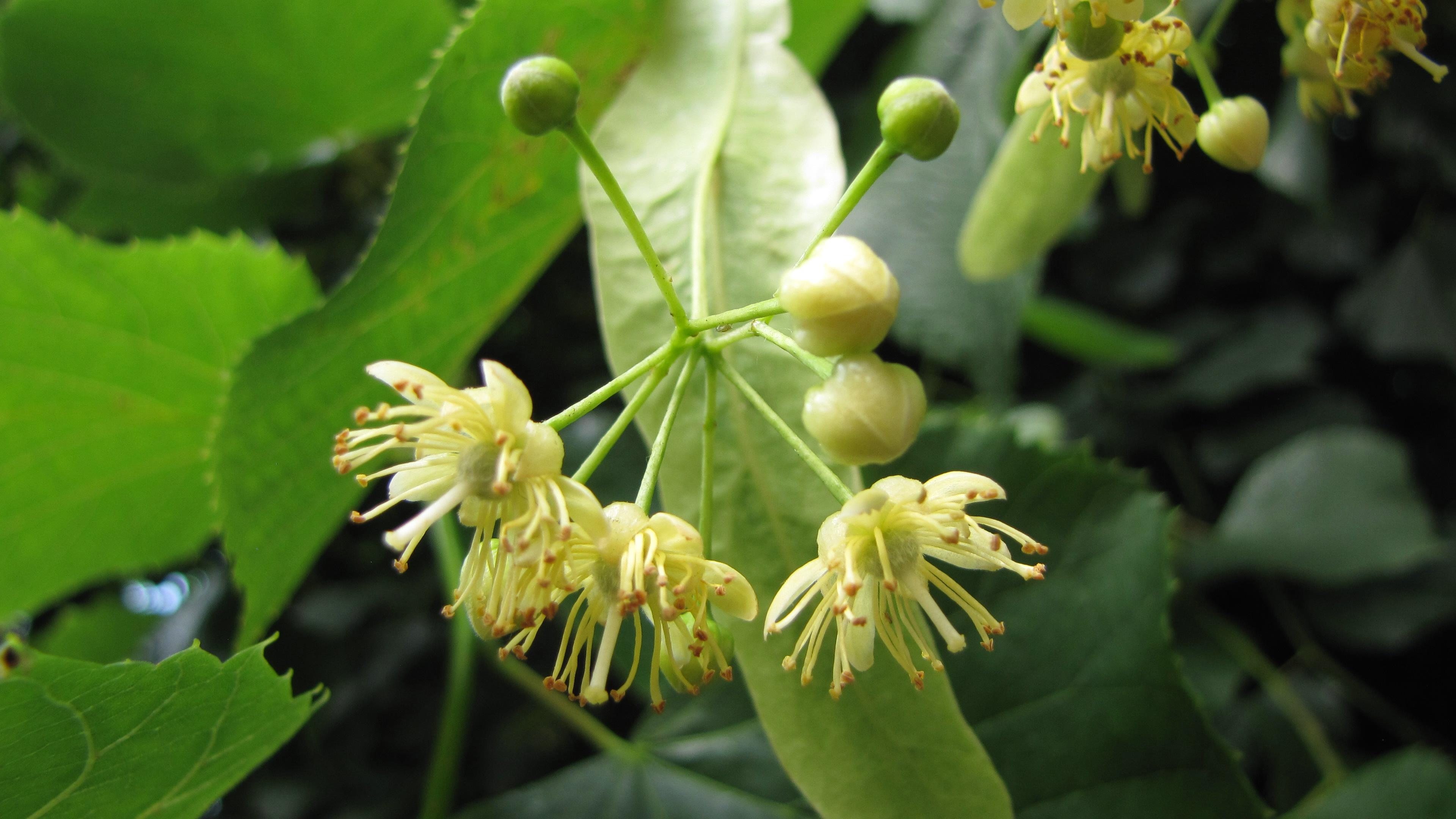 Linden Tree, fotos von, bienenweiden, juni, 3840x2160 4K Desktop