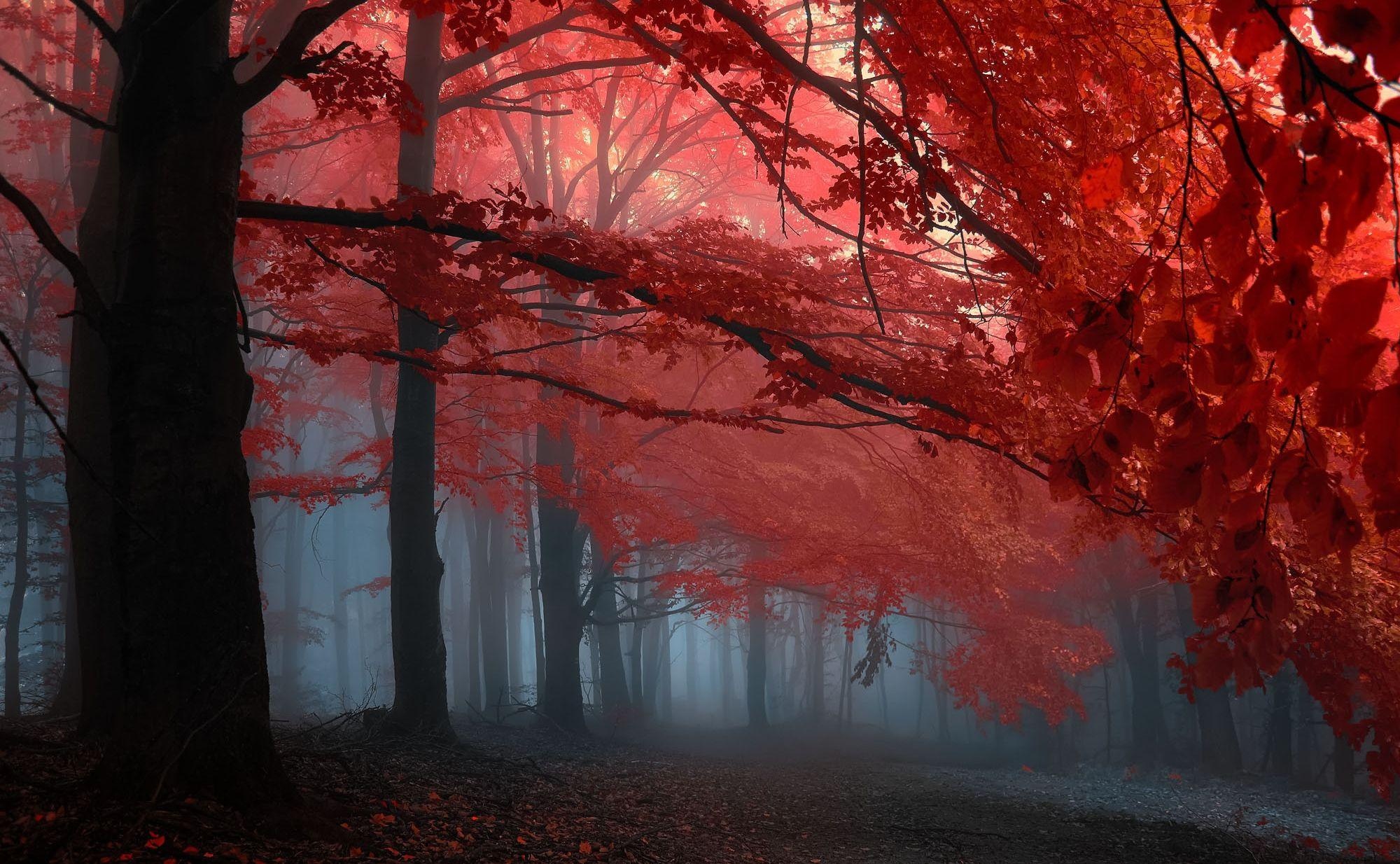 vibrant red autumn foliage, foggy beech forest, leaf-covered woodland path, HD Desktop wallpaper