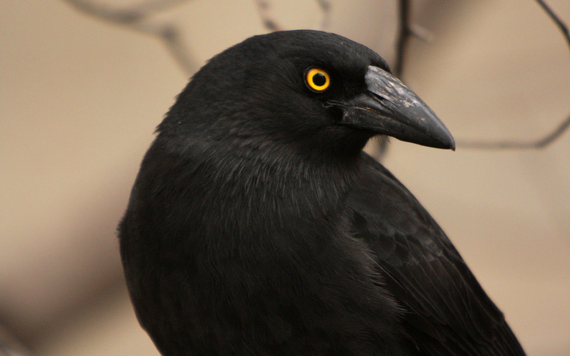 Strepera graculina, Crows Wallpaper, 1920x1200 HD Desktop