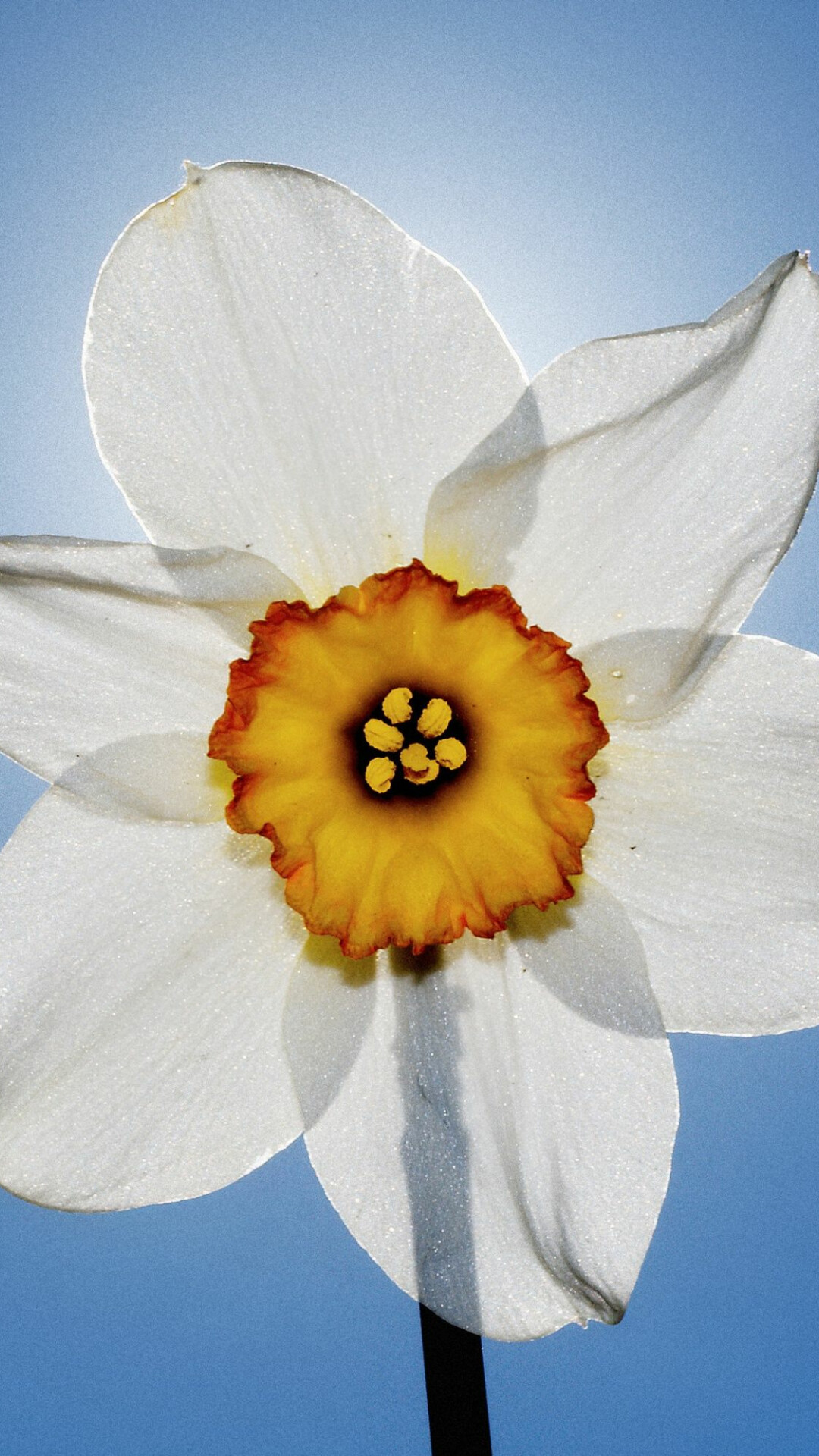 Golden daffodil, Stunning photography, Nature's marvel, Mesmerizing image, 1080x1920 Full HD Phone